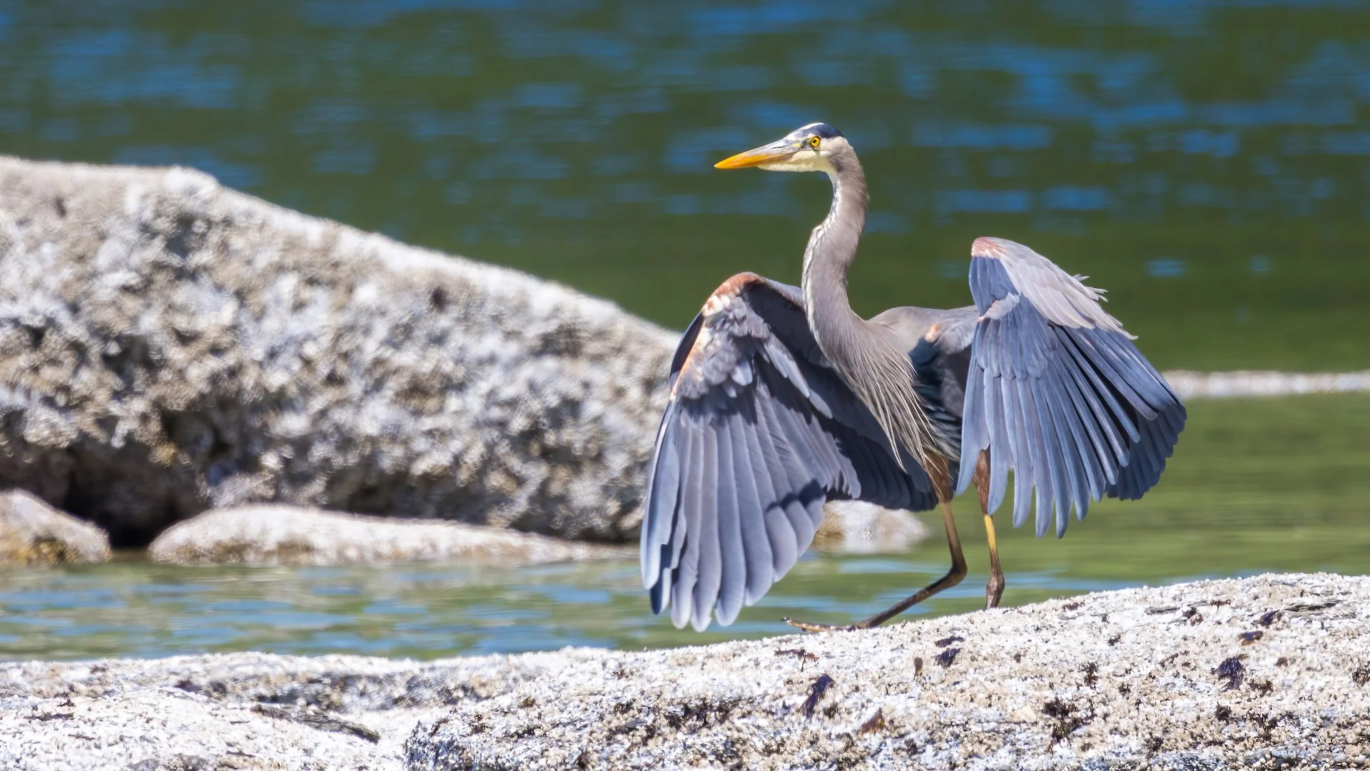  Pretty cool heron shot. 