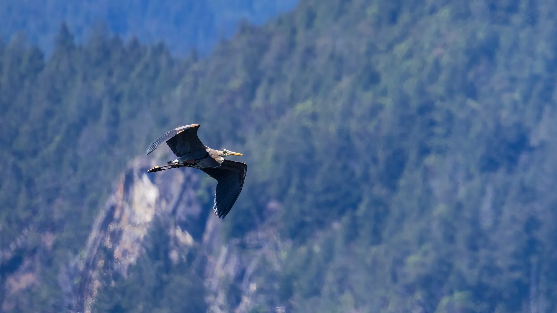  There were lots of heron about.  