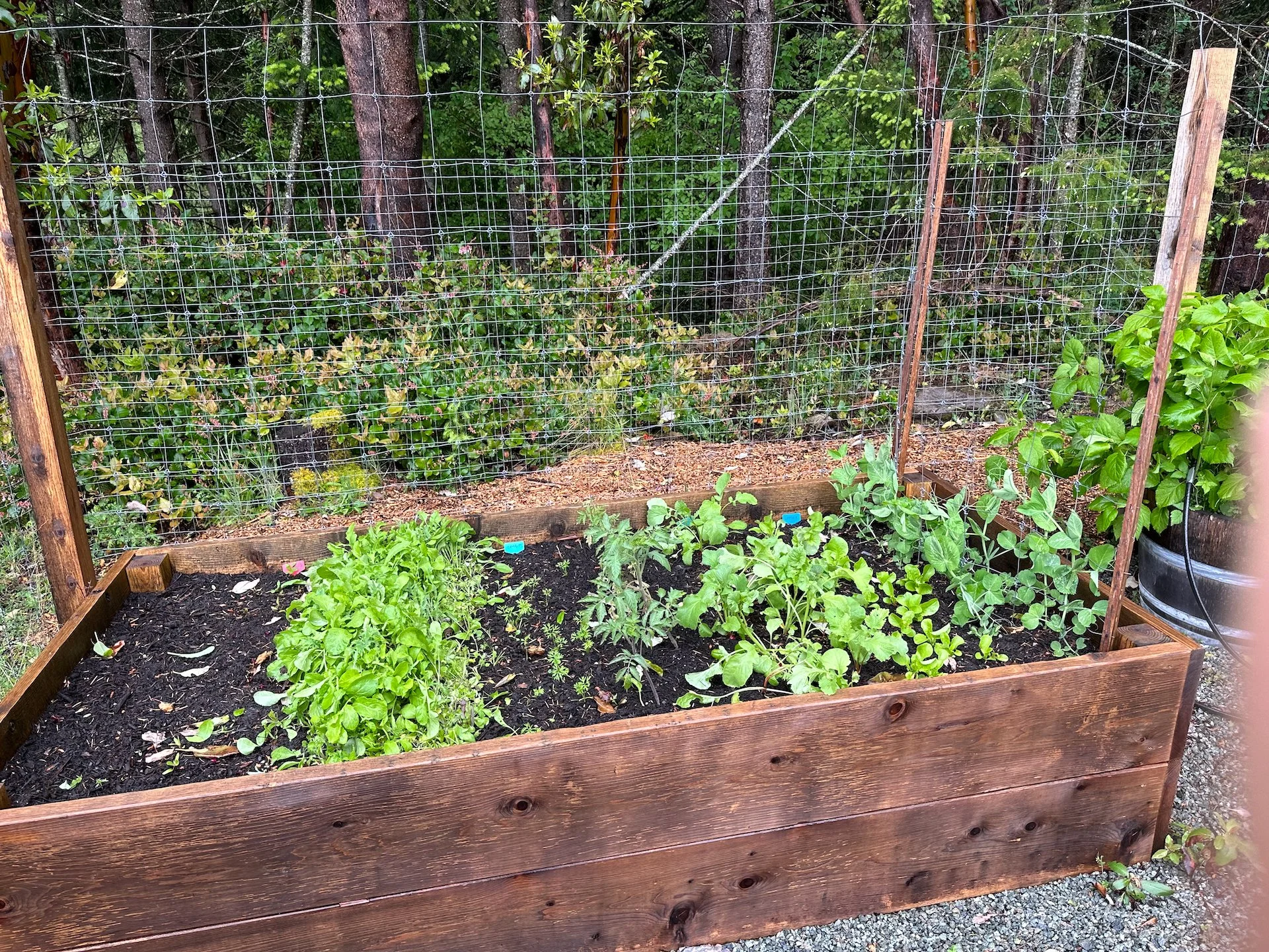 The lettuce has gotten out of hand - I harvested two bags and barely made a dent. The tomatoes and peas are starting to thrive, and this batch of radishes is mostly harvested.  