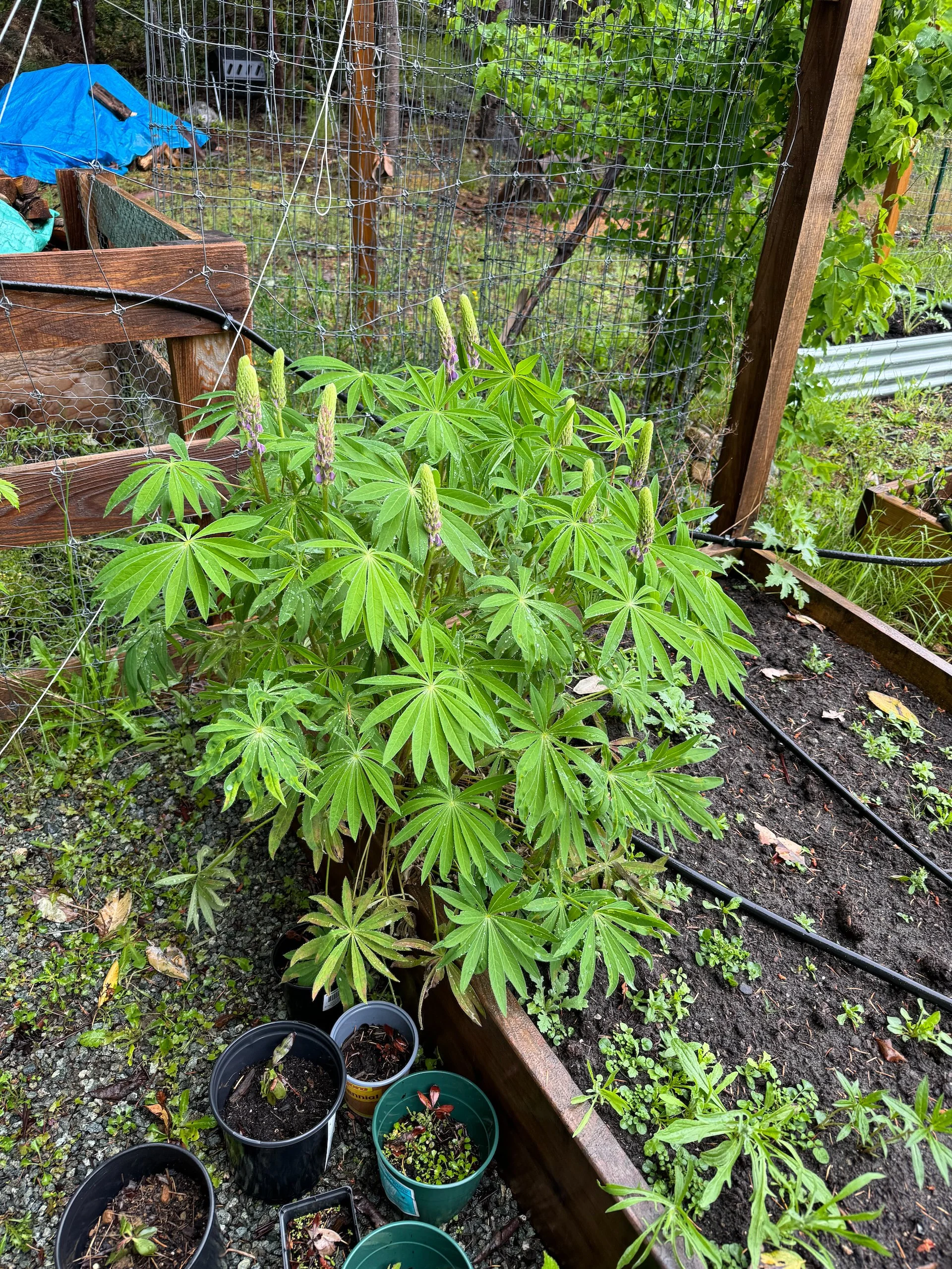  One of Justine's massive lupins. 