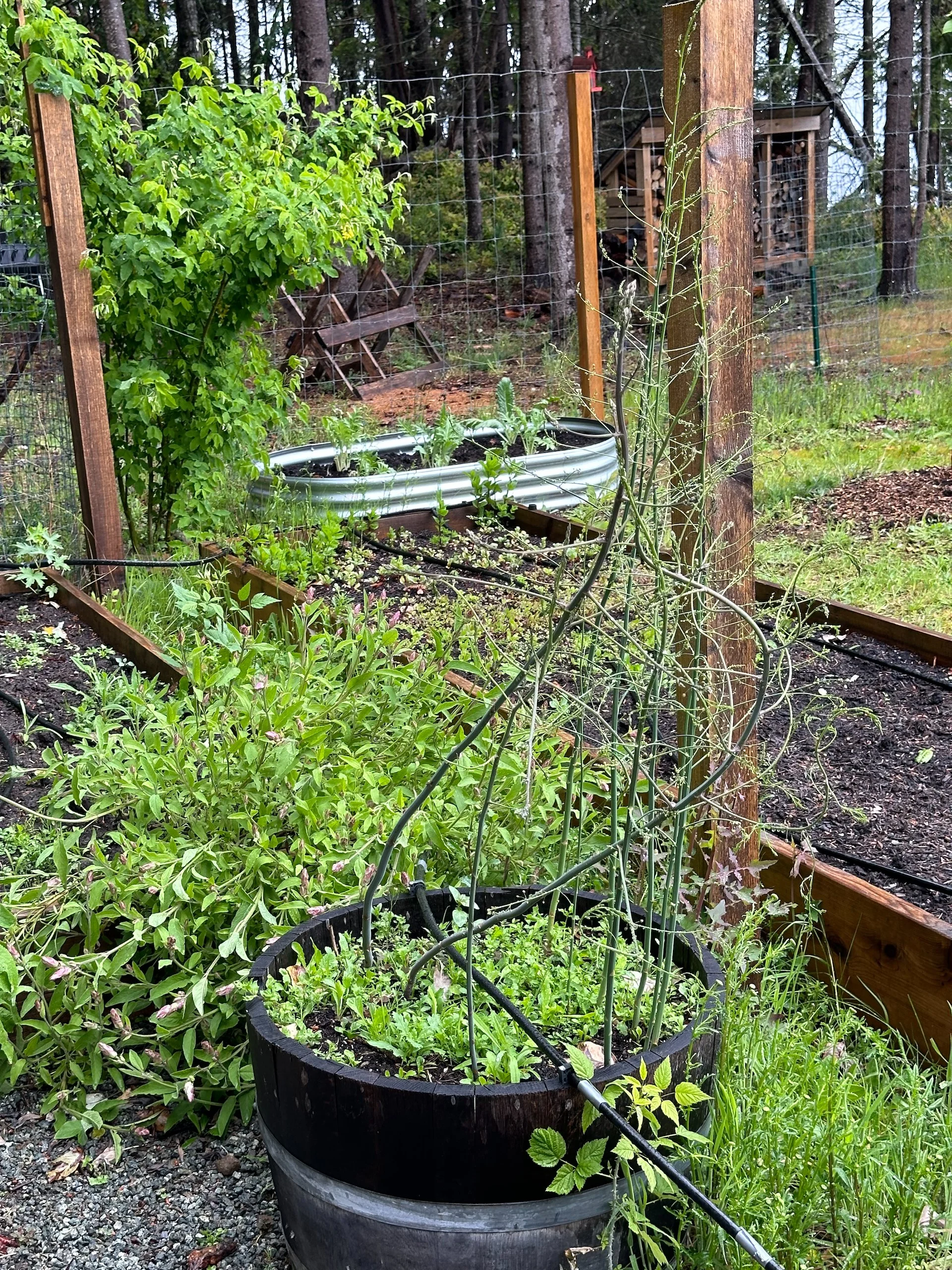  The asparagus has officially gone wild.  