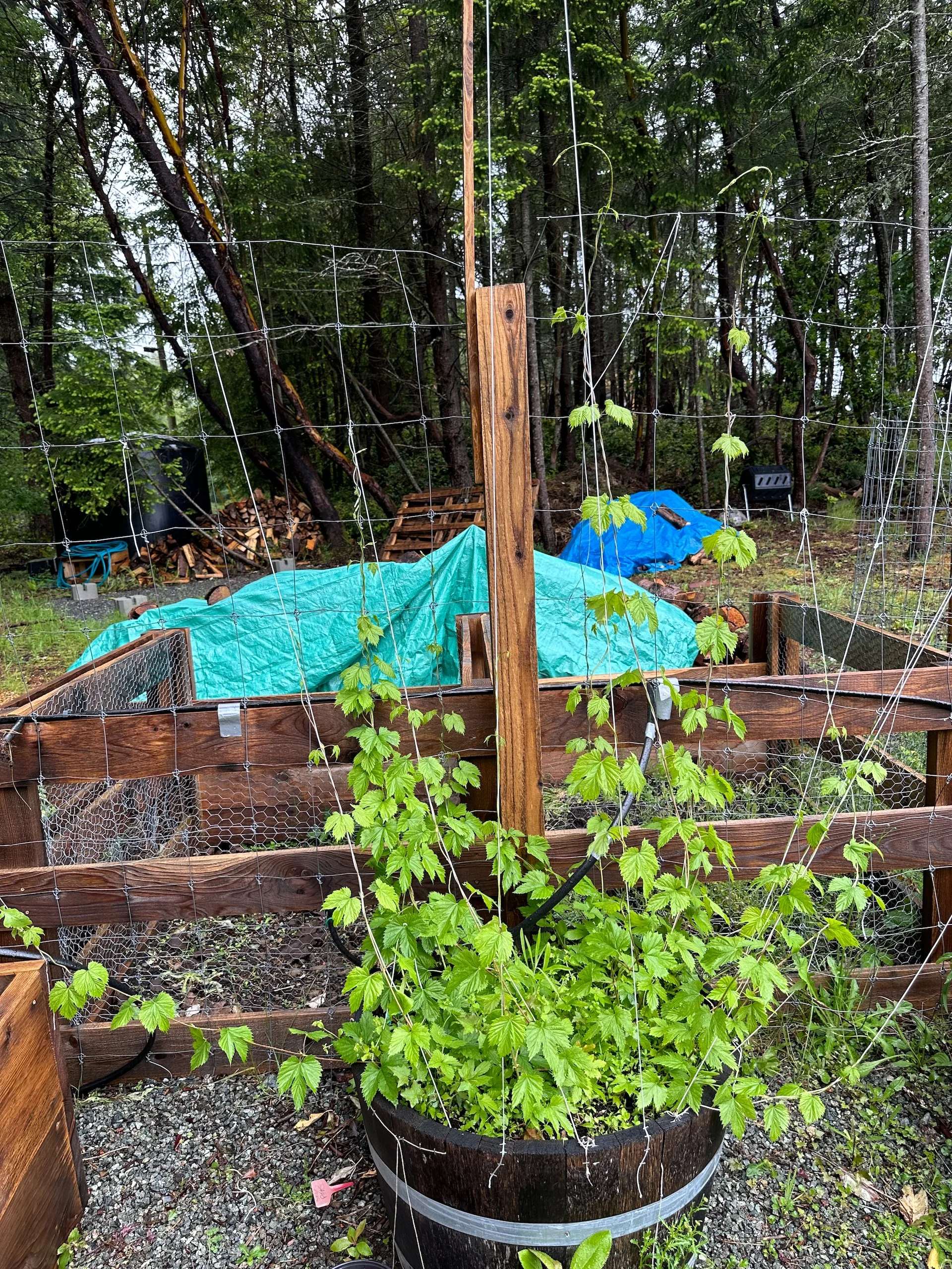  My hops are starting to grow nicely.  