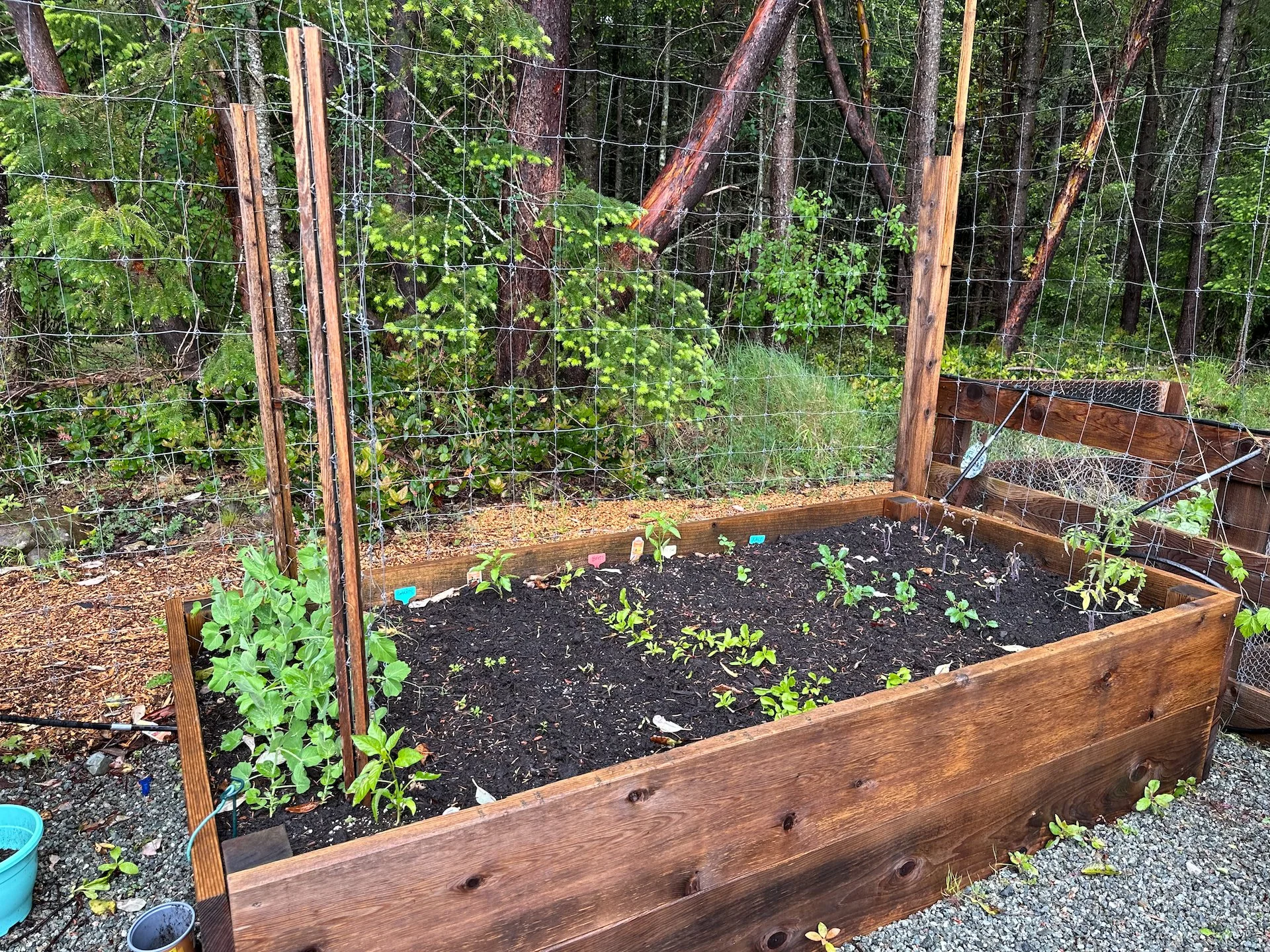  This box is not doing as well. Peas are coming but the kale is taking a long time to get going. And the tomatoes are not thriving.  