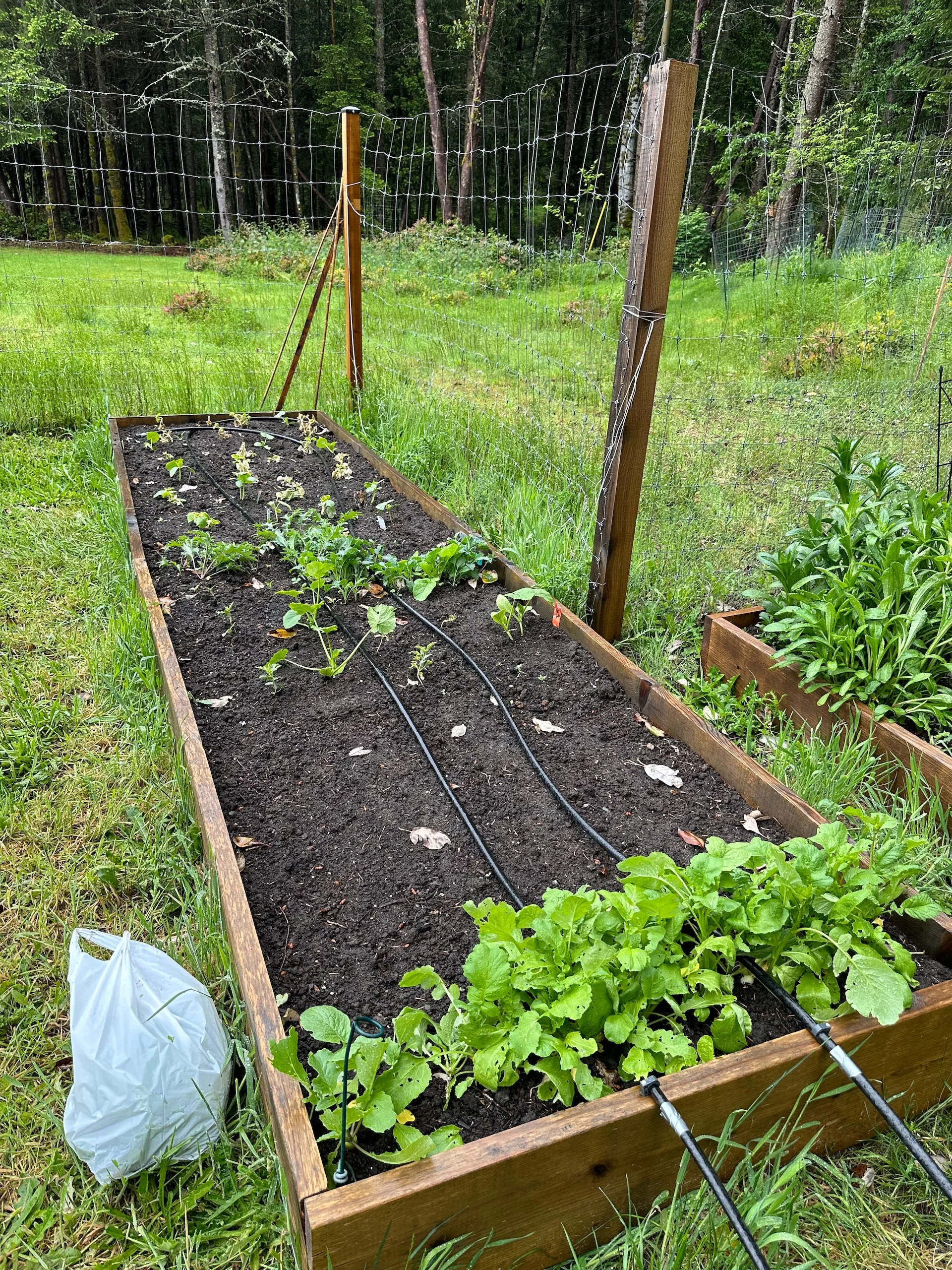  Lots of radishes - but the cucumbers and squash are struggling. I think I brought them out too soon.  