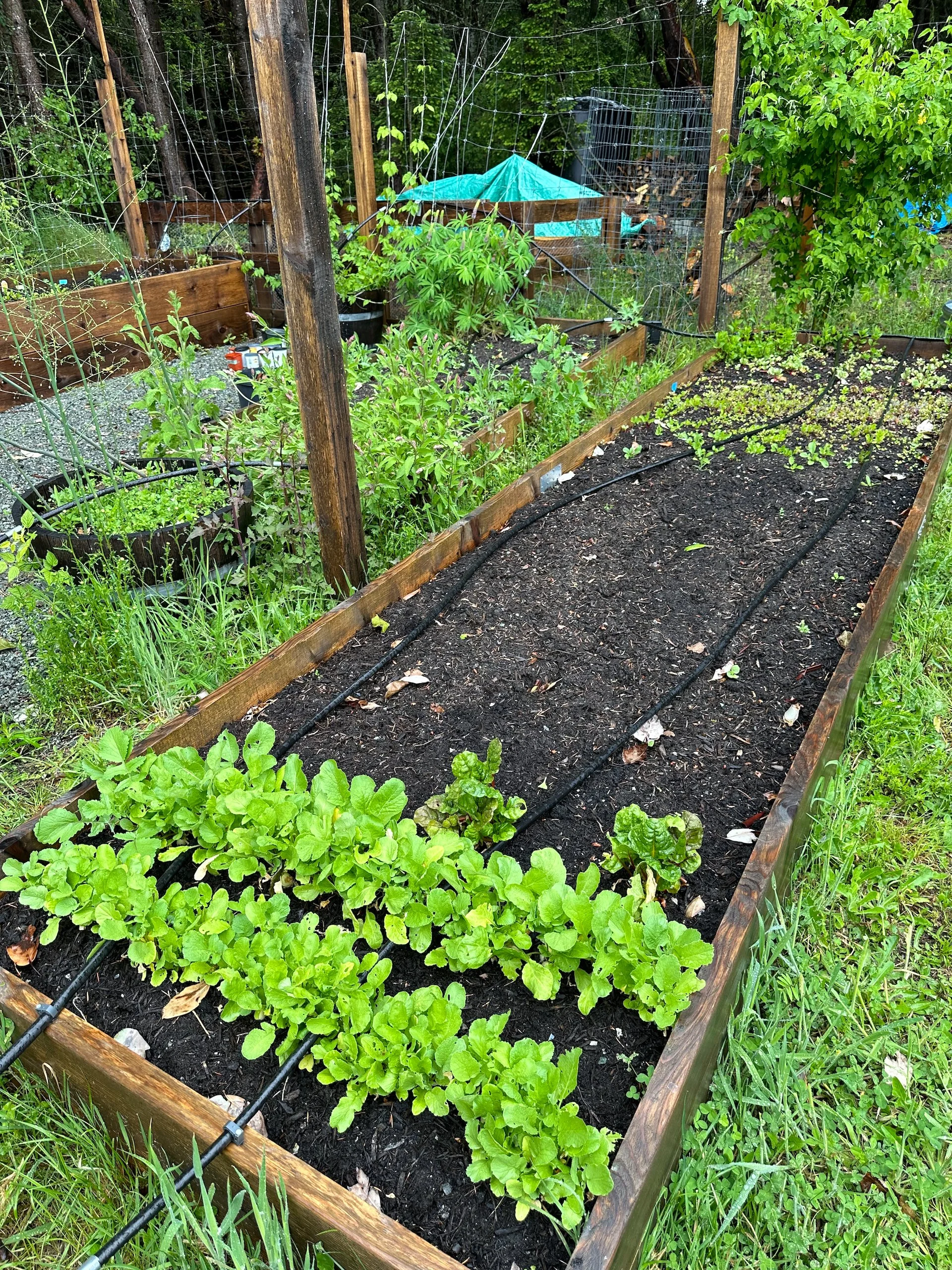  I may have overdone the radishes.  