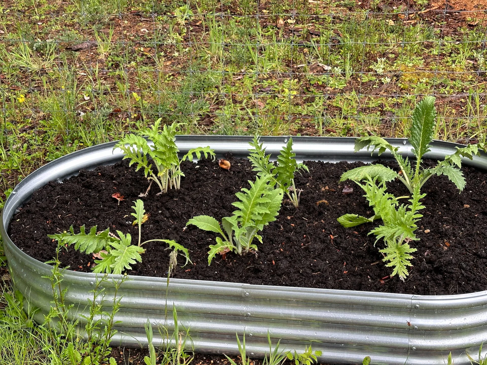  The artichokes are doing well.  