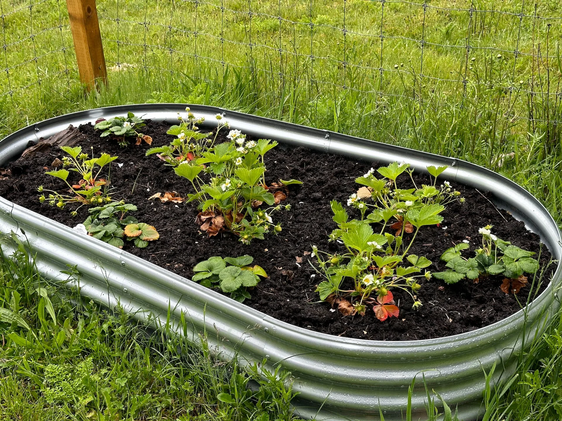  Lots of strawberries are coming.  