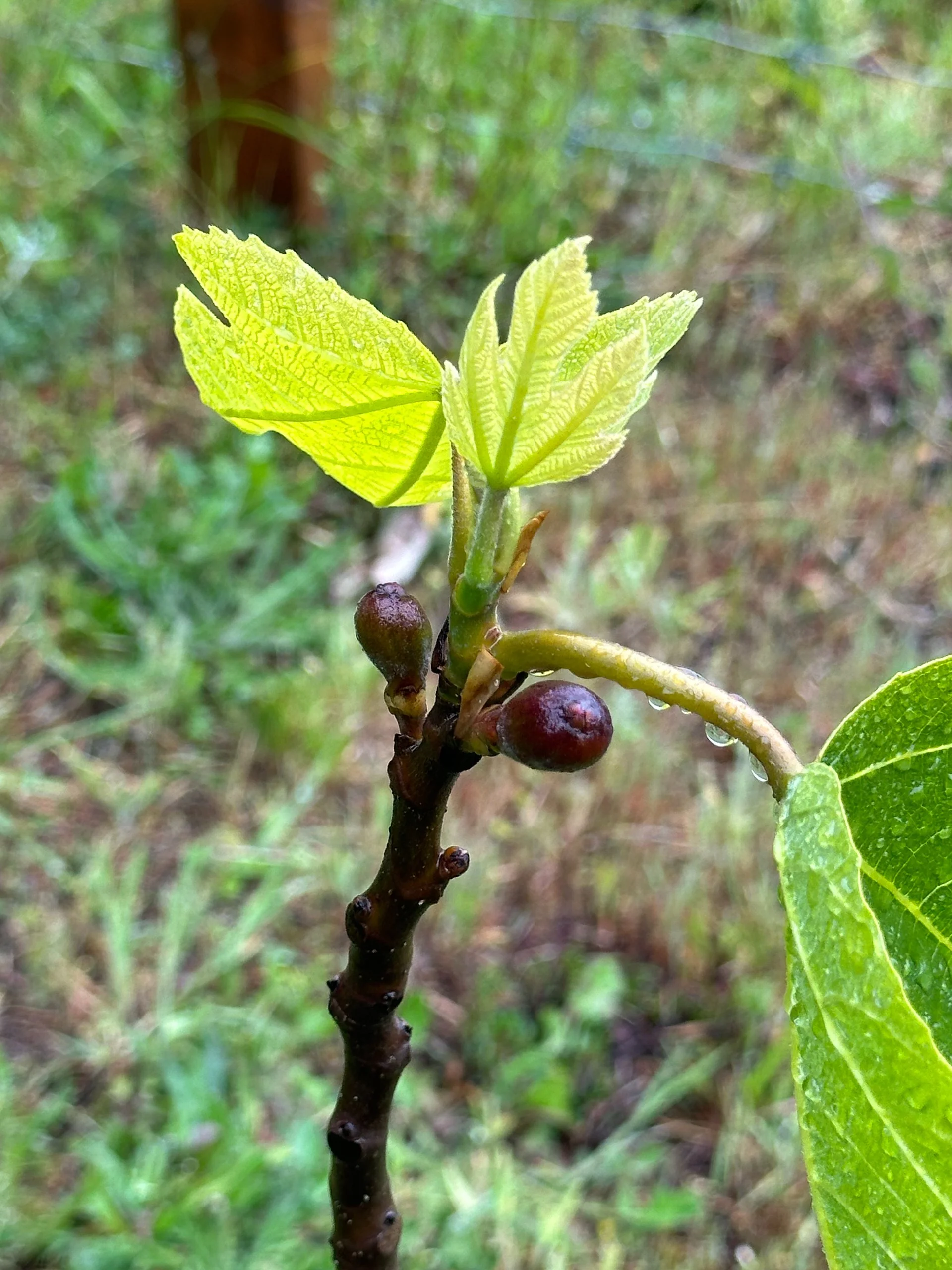  The figs are getting bigger. 