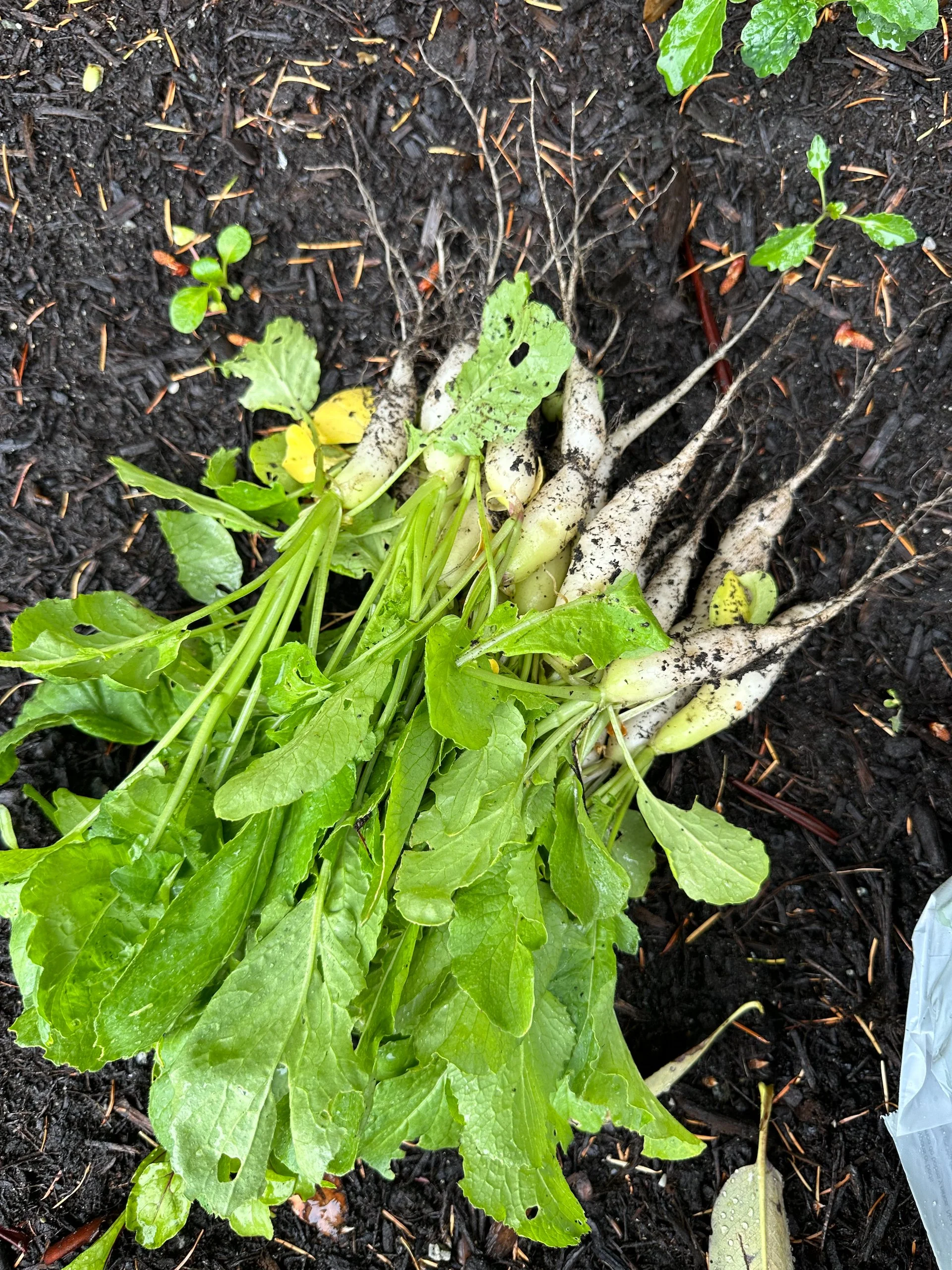  One of many harvests. 