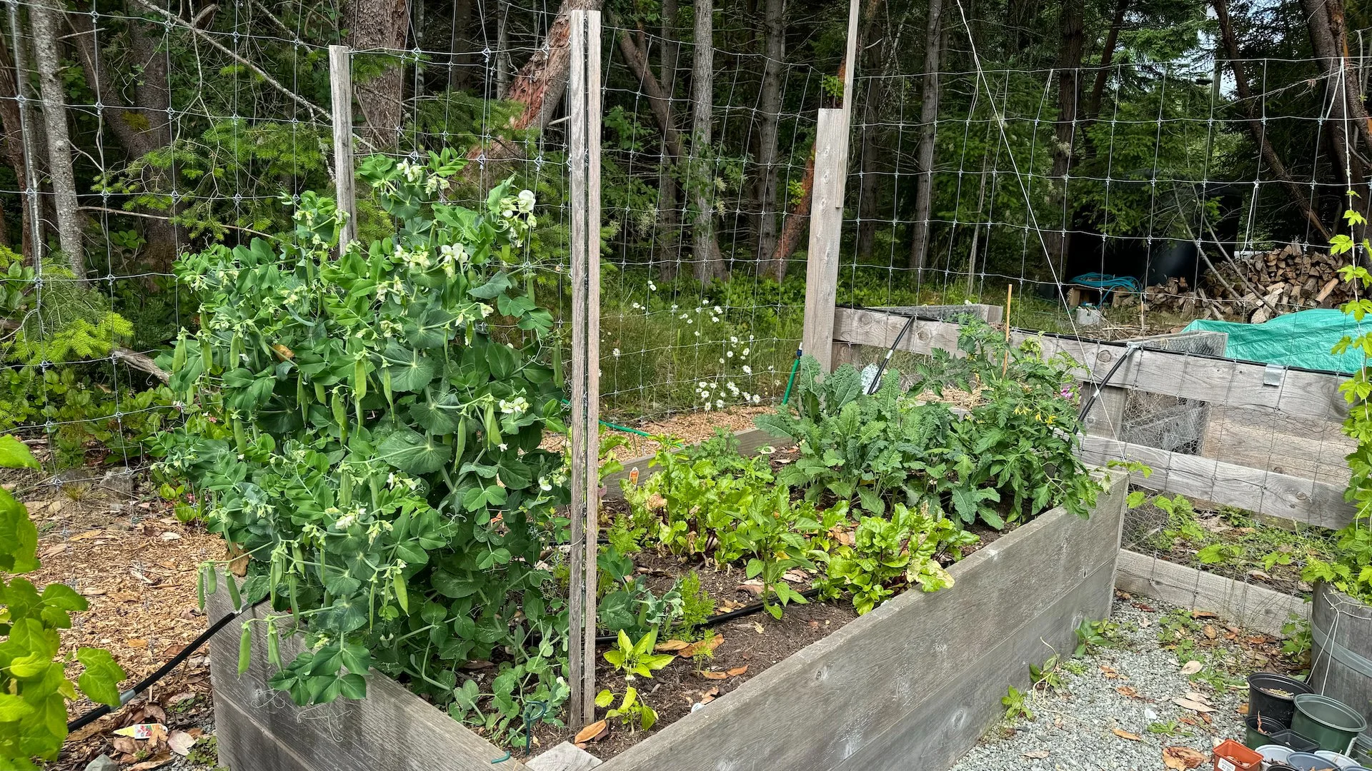  The peas did OK - not a surprise. BUt the tomatoes I planted, started from seed just would not take off. And don't get me going on the beets and carrots.  