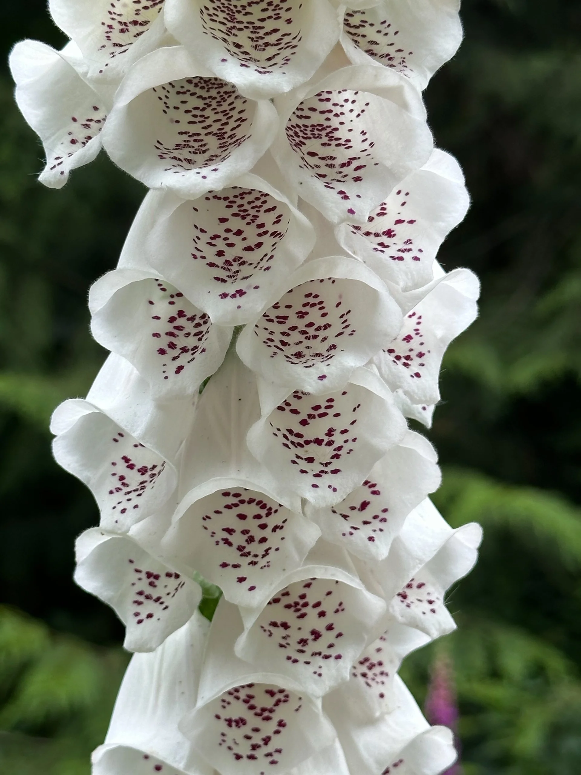  One last beautiful foxglove. Their season is over. 