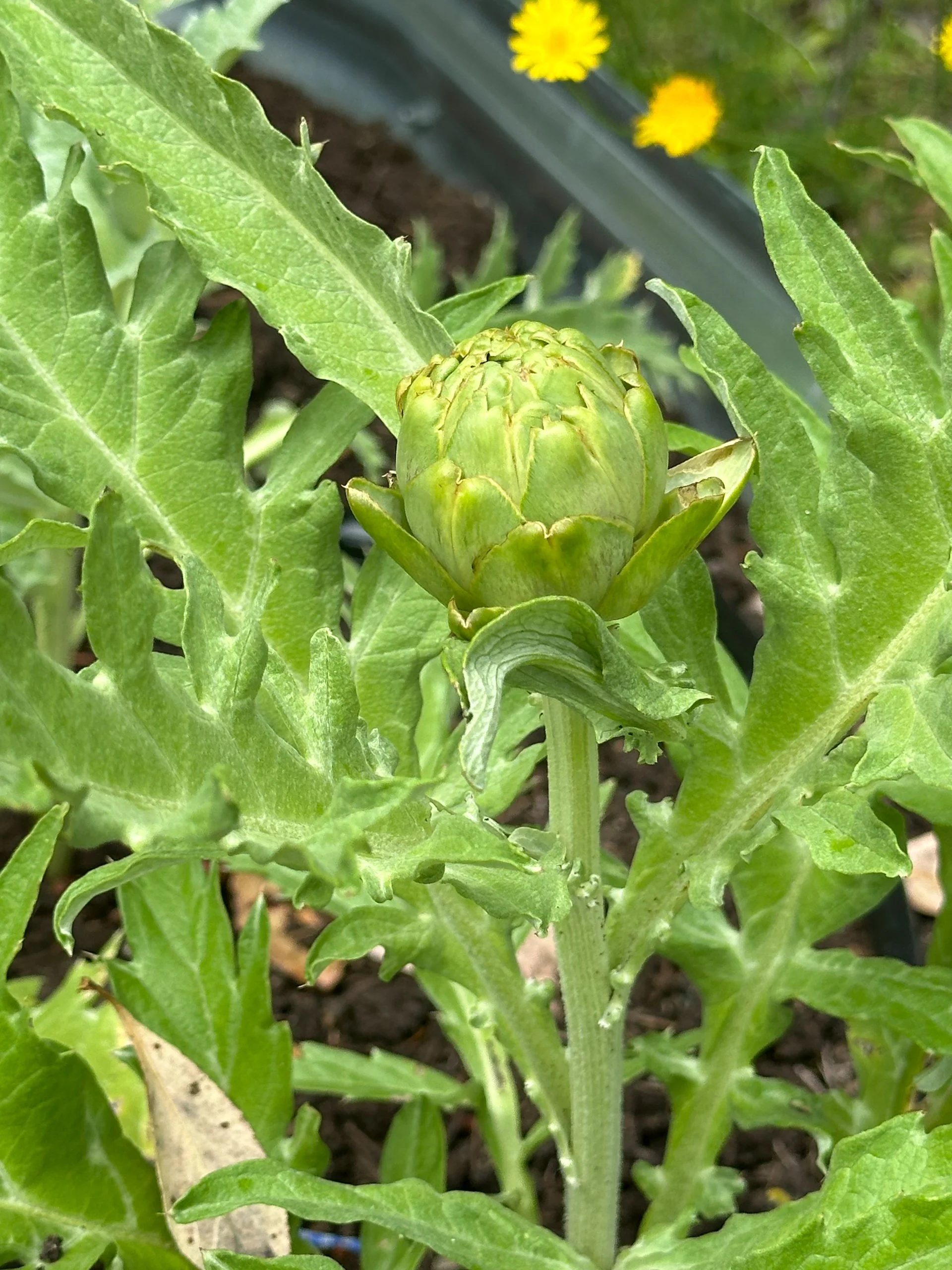  I have one artichoke going - despite managing to keep them all watered this year.  