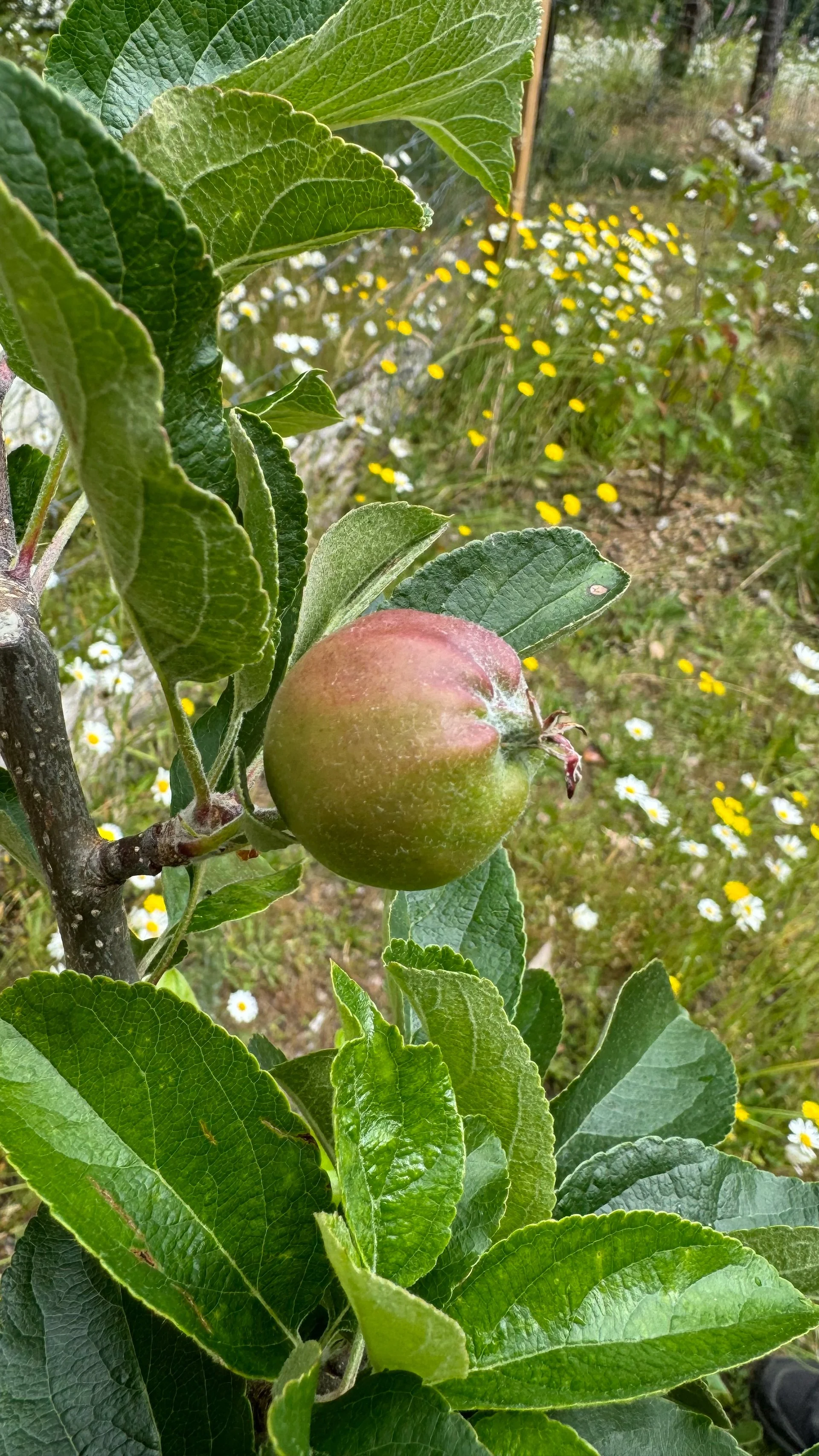  We have 4 little apples on one tree. The other three trees produced nothing. Still, it's an improvement over last year! 