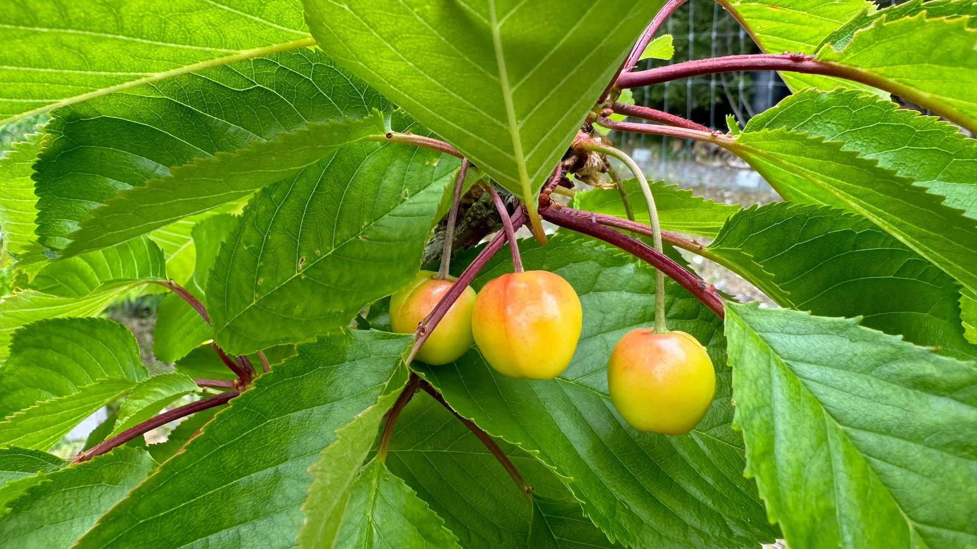  The cherries were a bit more promising. 3/5 trees have some fruit on them. Most shrivelled up and dropped off, but some seem to be ripening.  