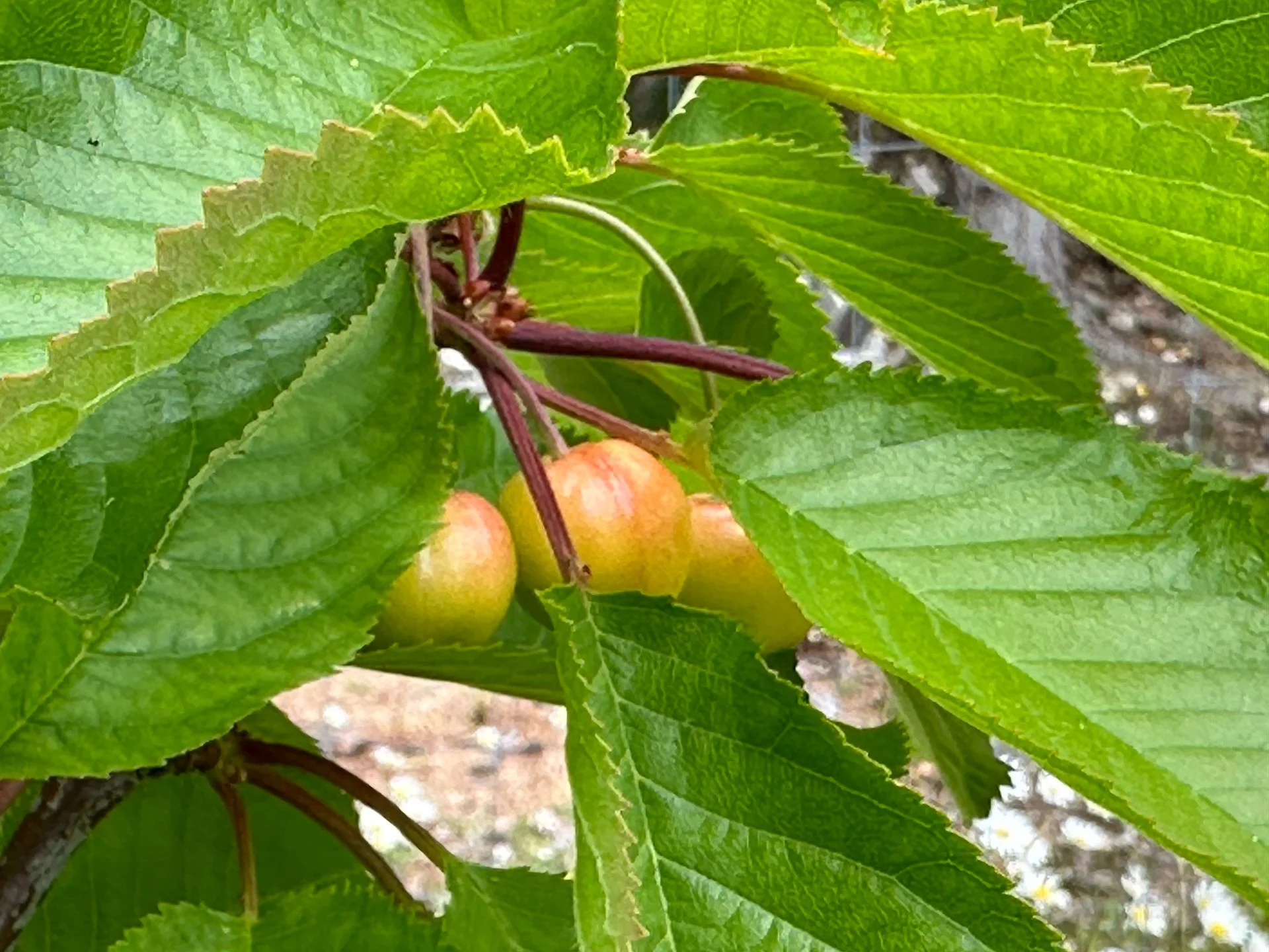  A few of the little clusters have made it. 