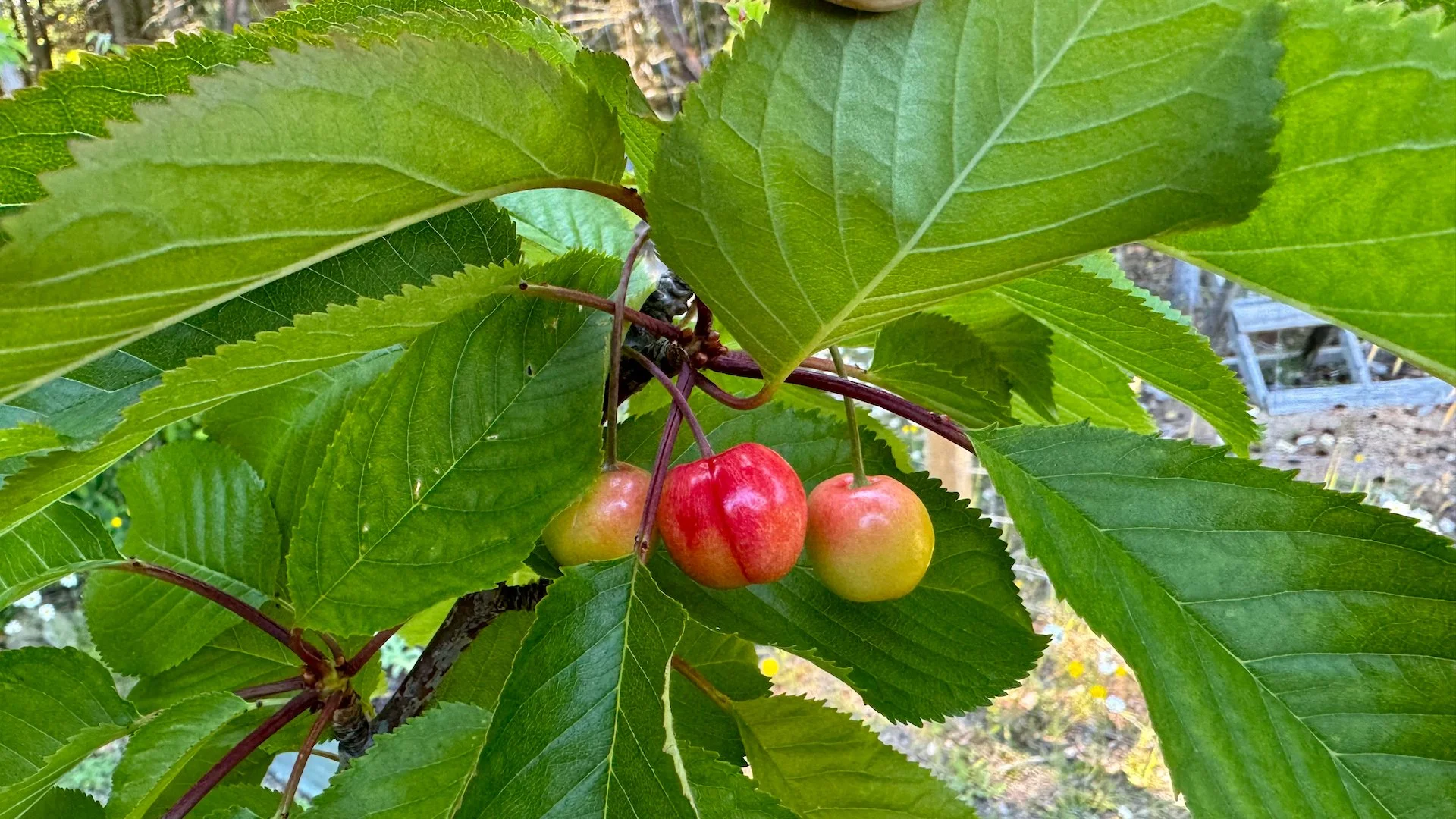  And some are even starting to ripen. 