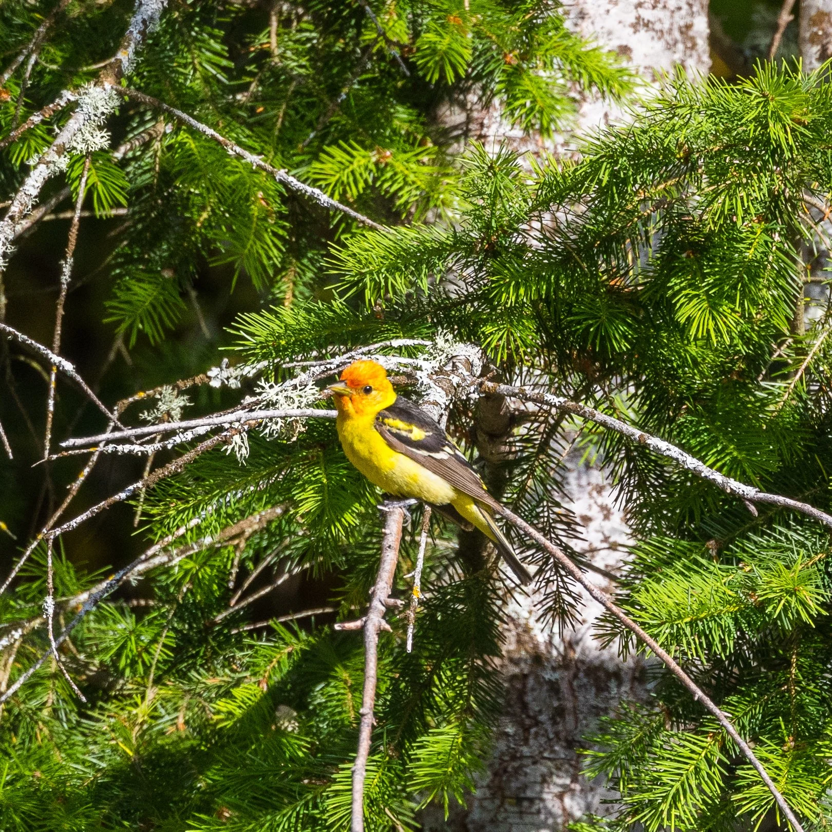  We had a real surprise this week - a western tanager! We've seen them on Galiano before, but never right at our place! 