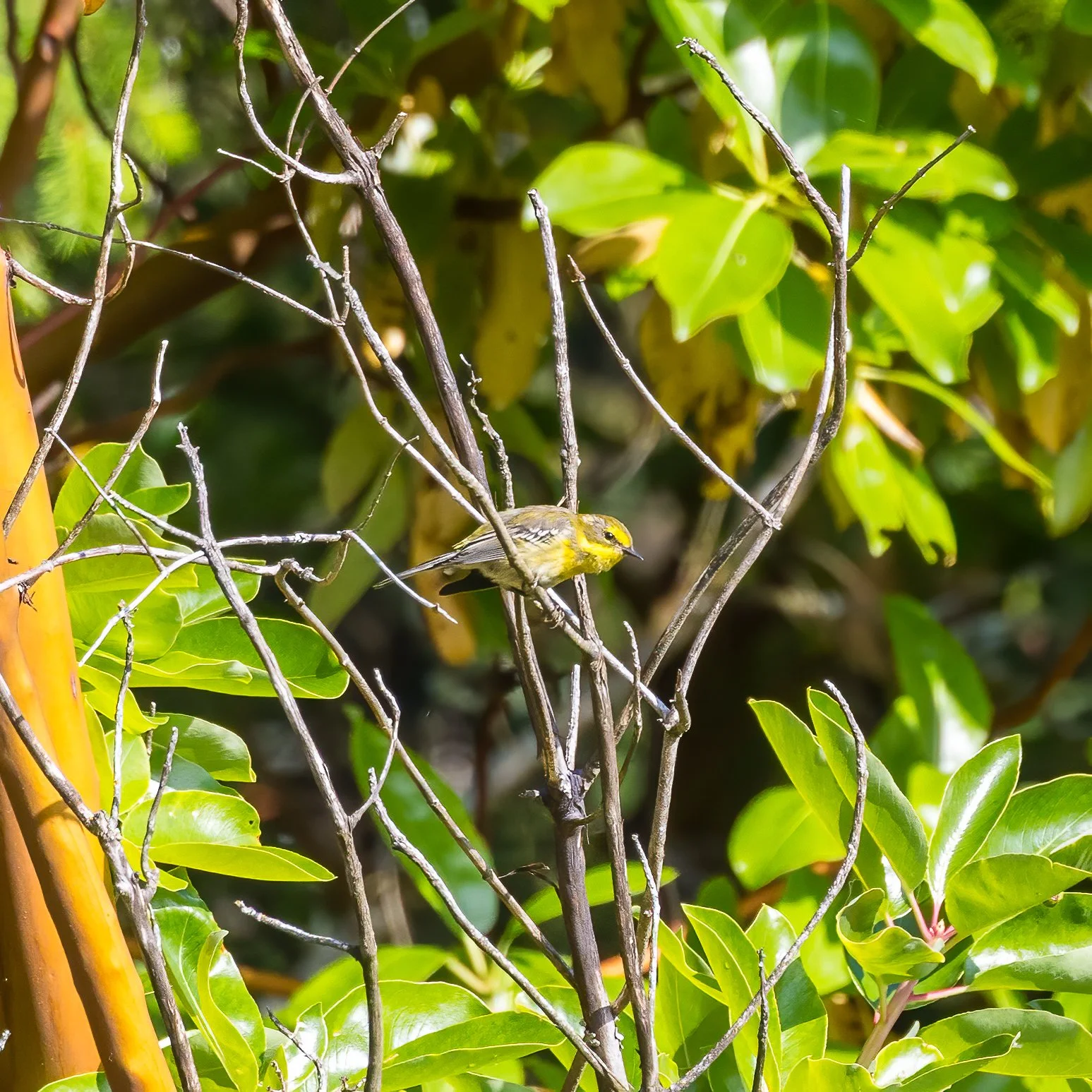  It's warbler season, and this year it's the orange-crowned warblers that seem to be about the most.  