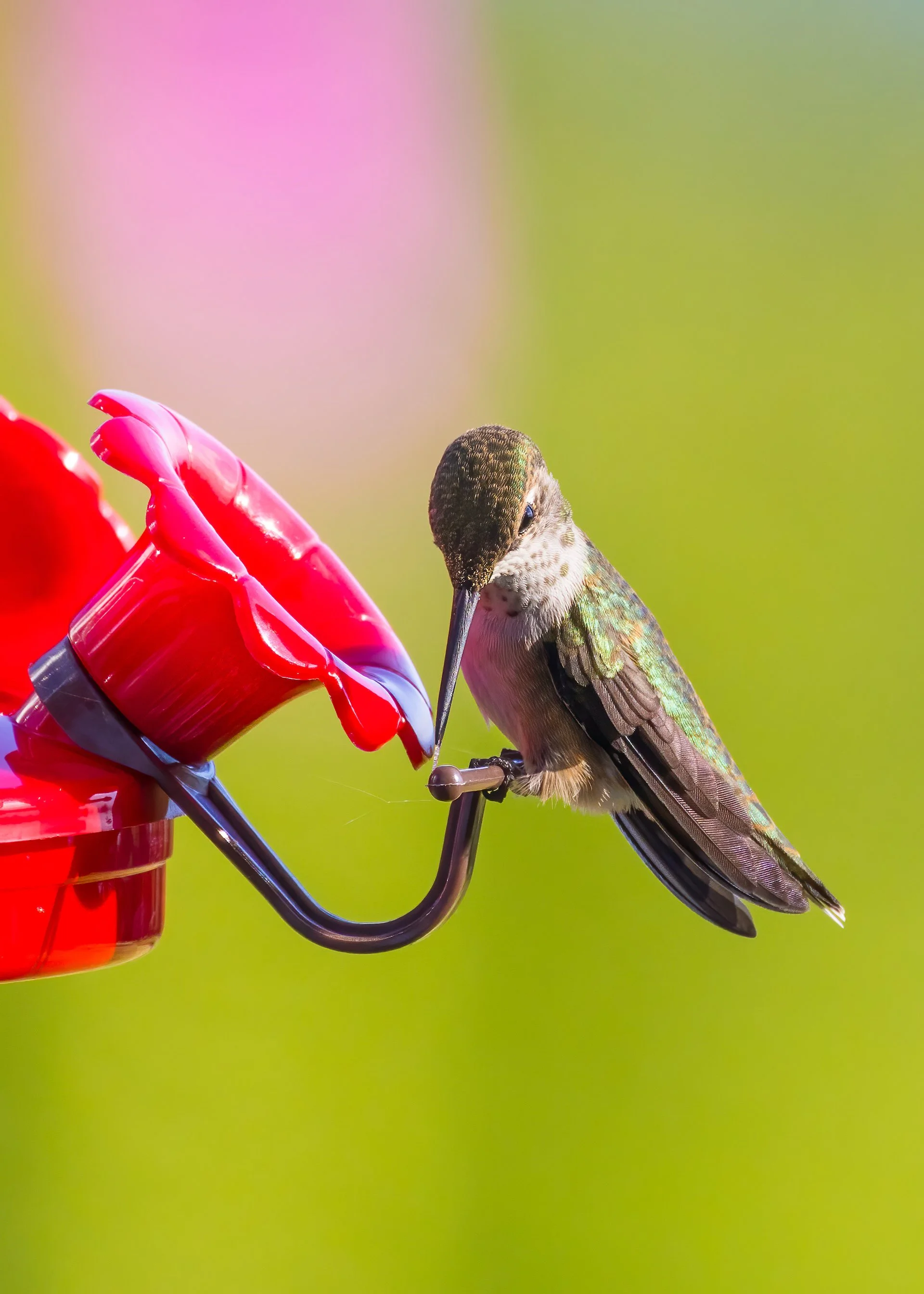  Anna's Hummingbird 