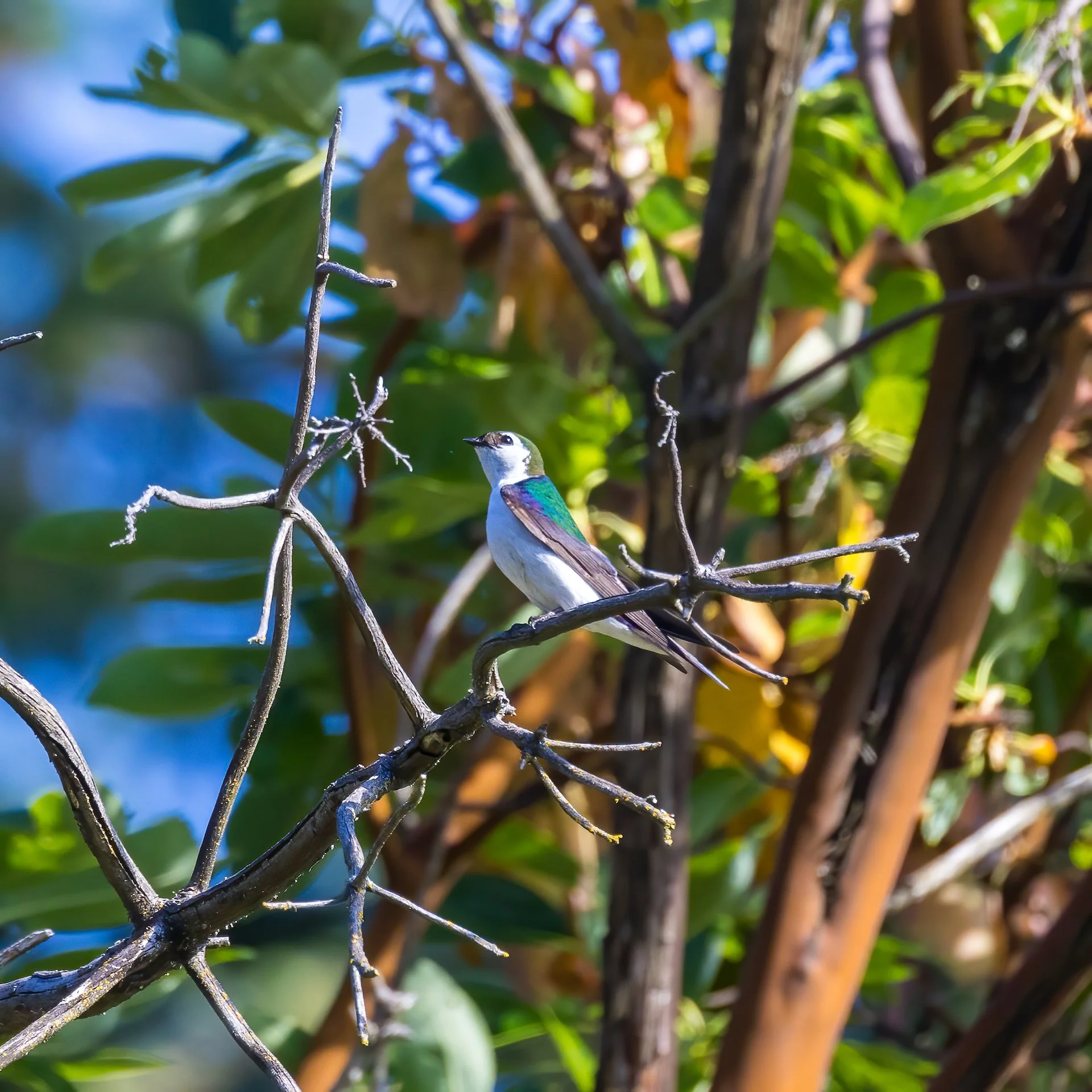  We're very pleased that the violet-green swallows seem to be sticking around! 