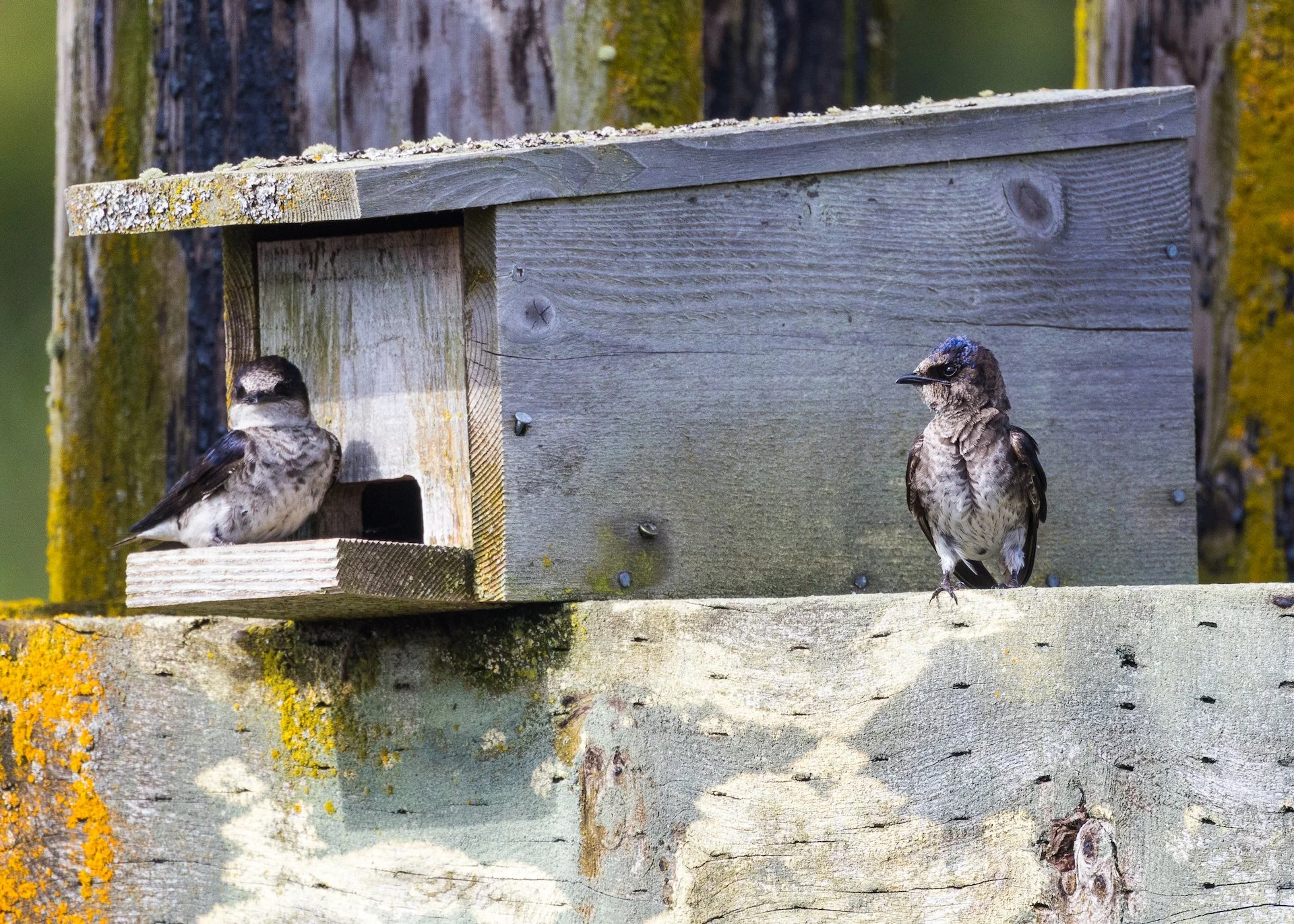  Two juveniles. The colour is starting to come.  