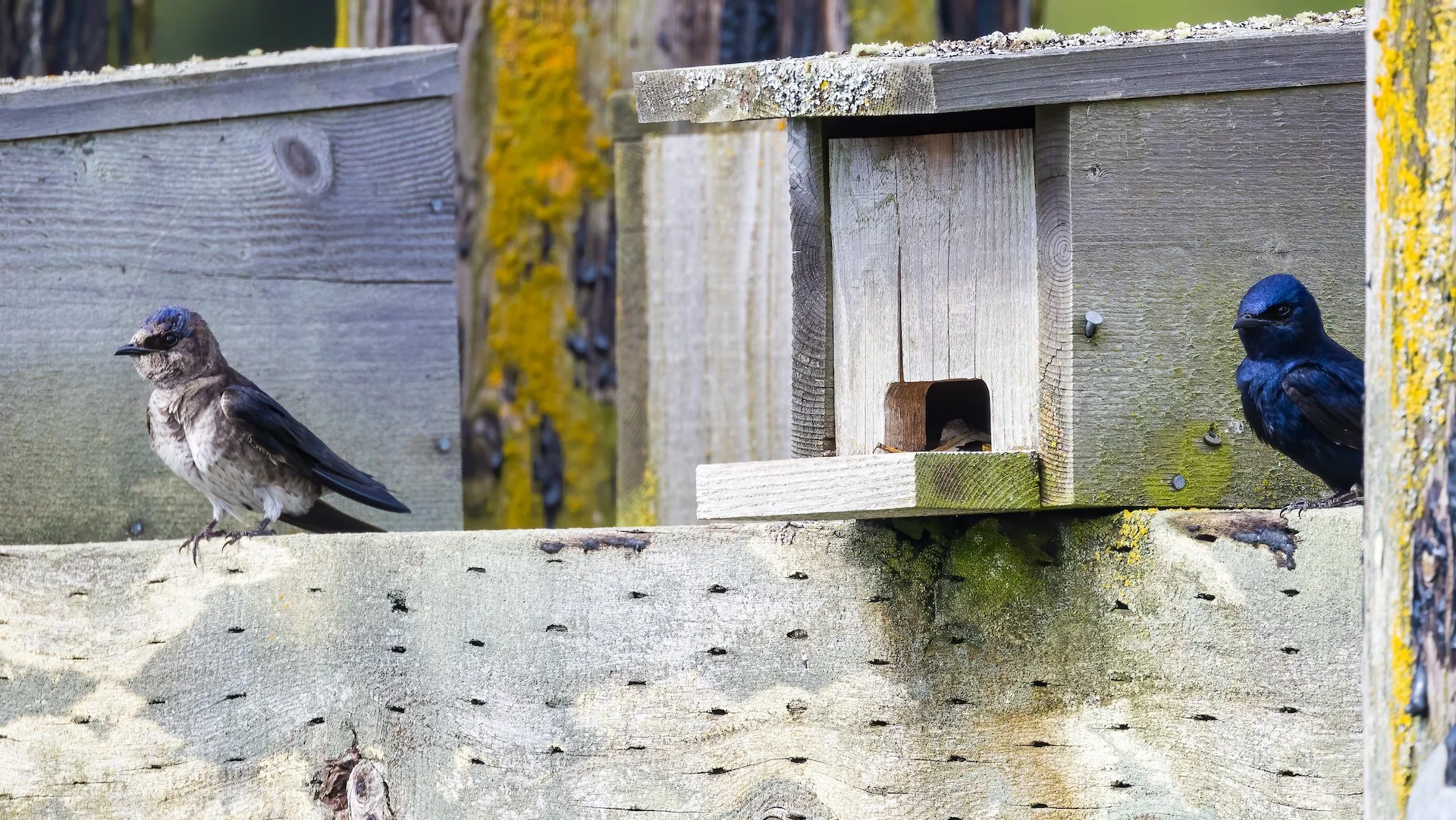  You can see the colouring differences between the juvenile and the adult.  