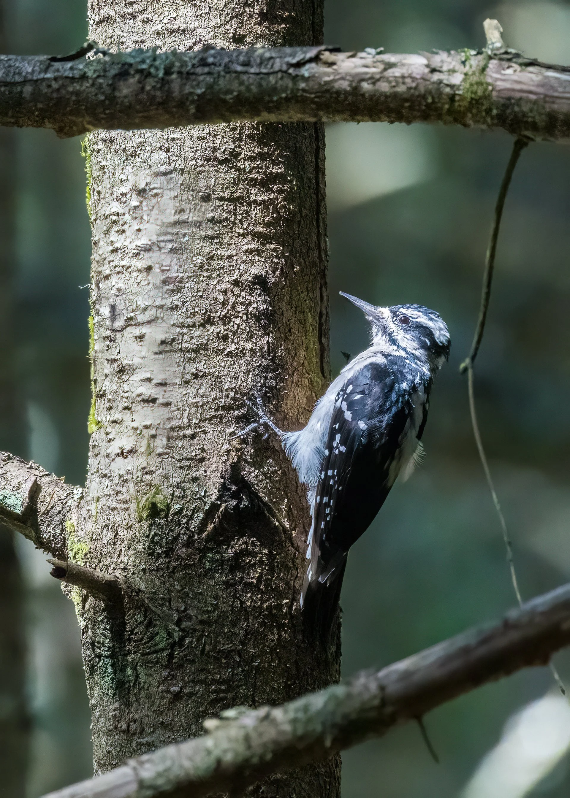  Hairy Woodpecker 