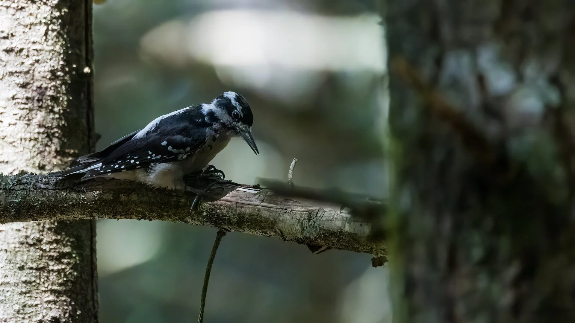  Hairy Woodpecker 