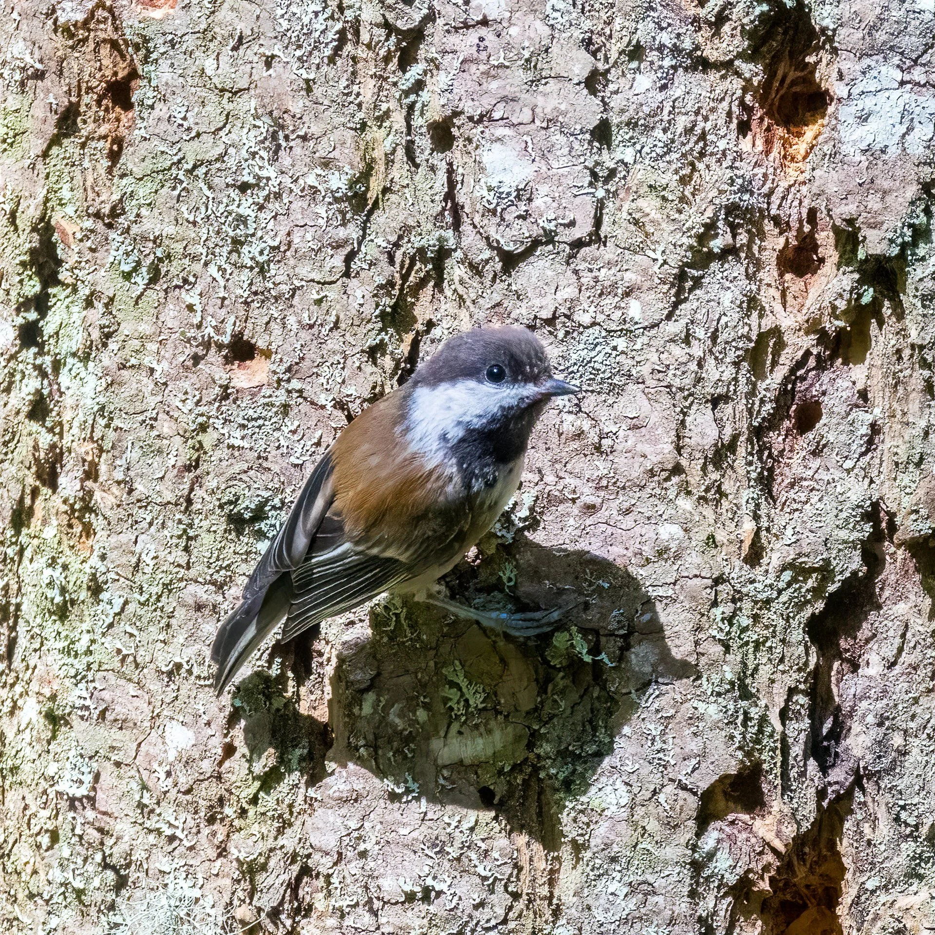  Chestnut-backed chickadee 