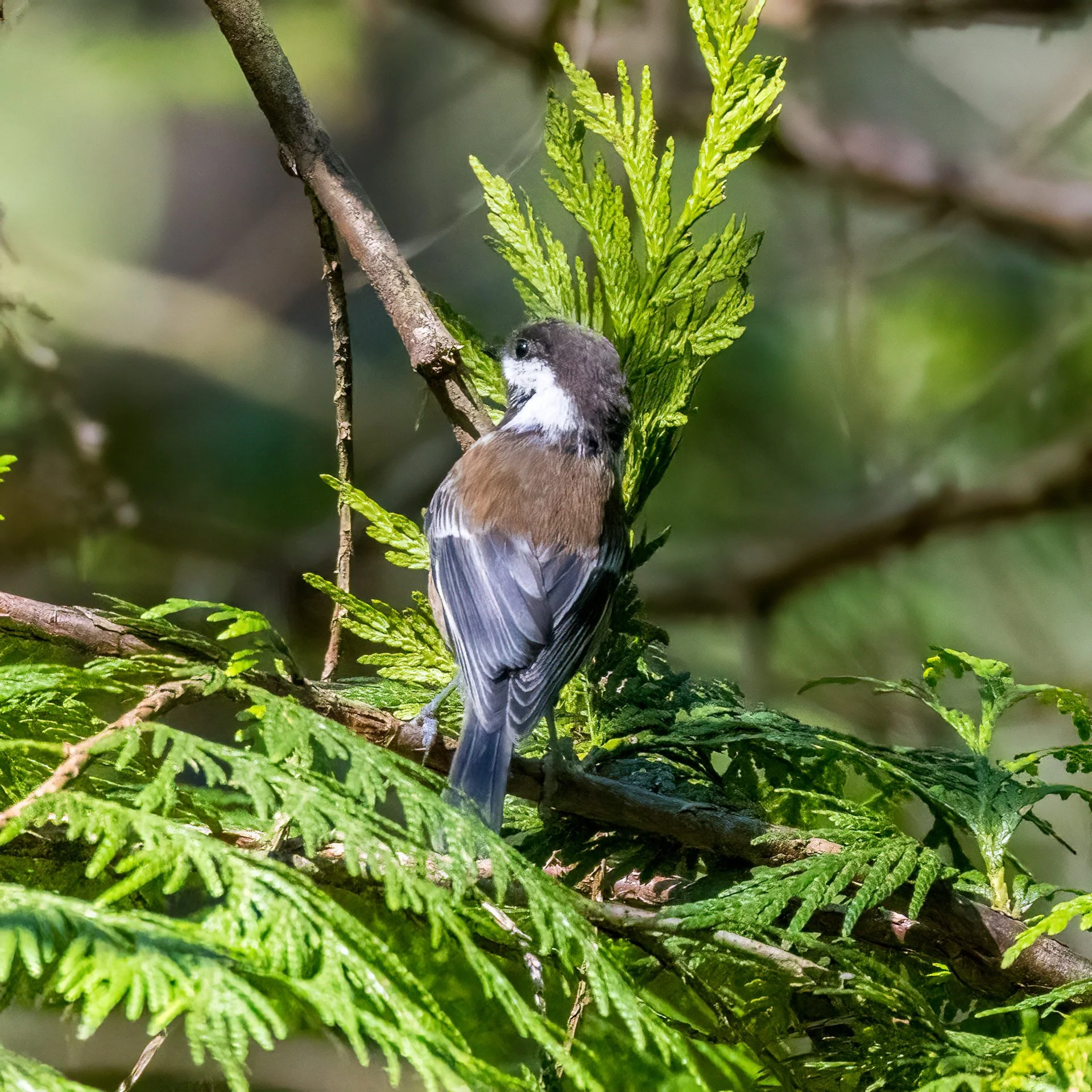  Chestnut-backed chickadee 