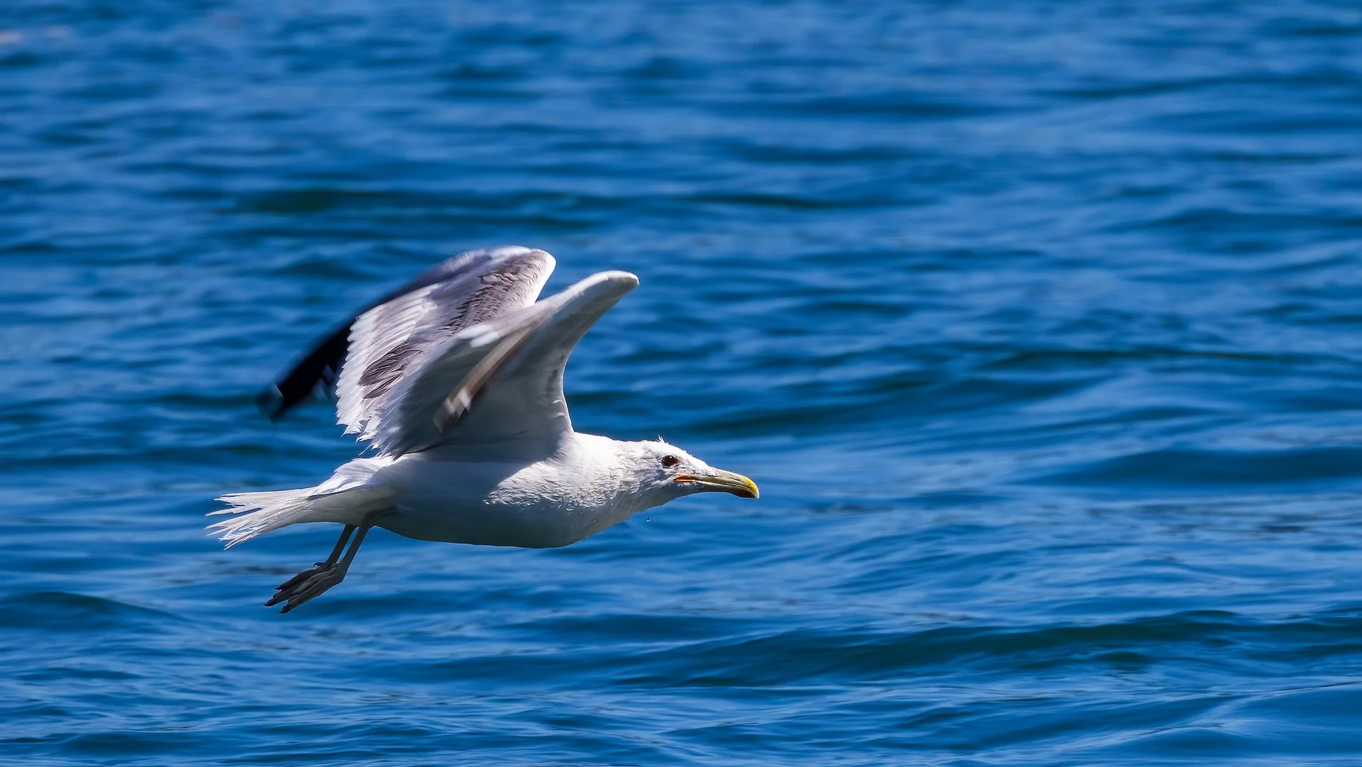  I know it's only a gull, but they are good for practicing getting the birds in flight in focus. 