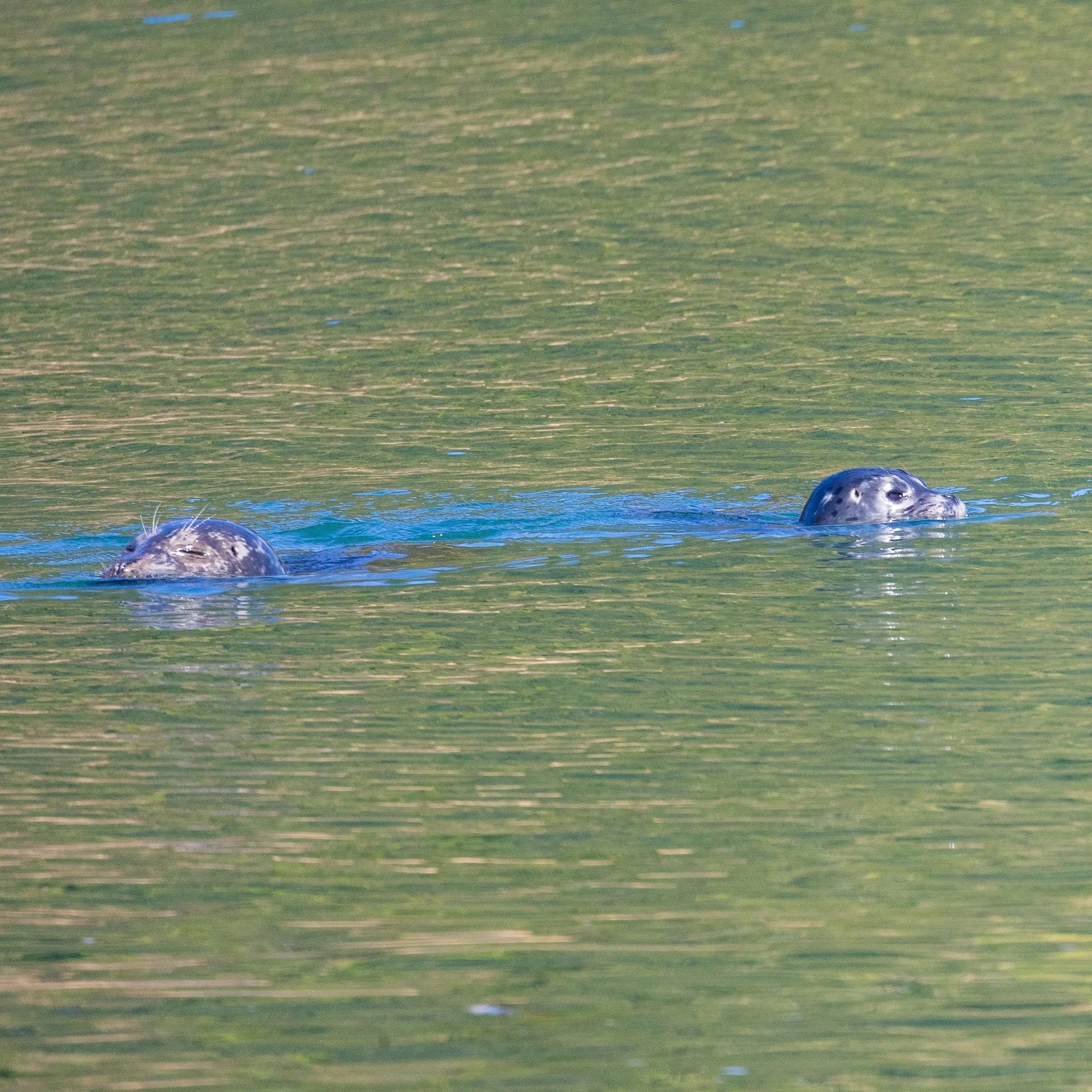  A couple of seals made an appearance.  