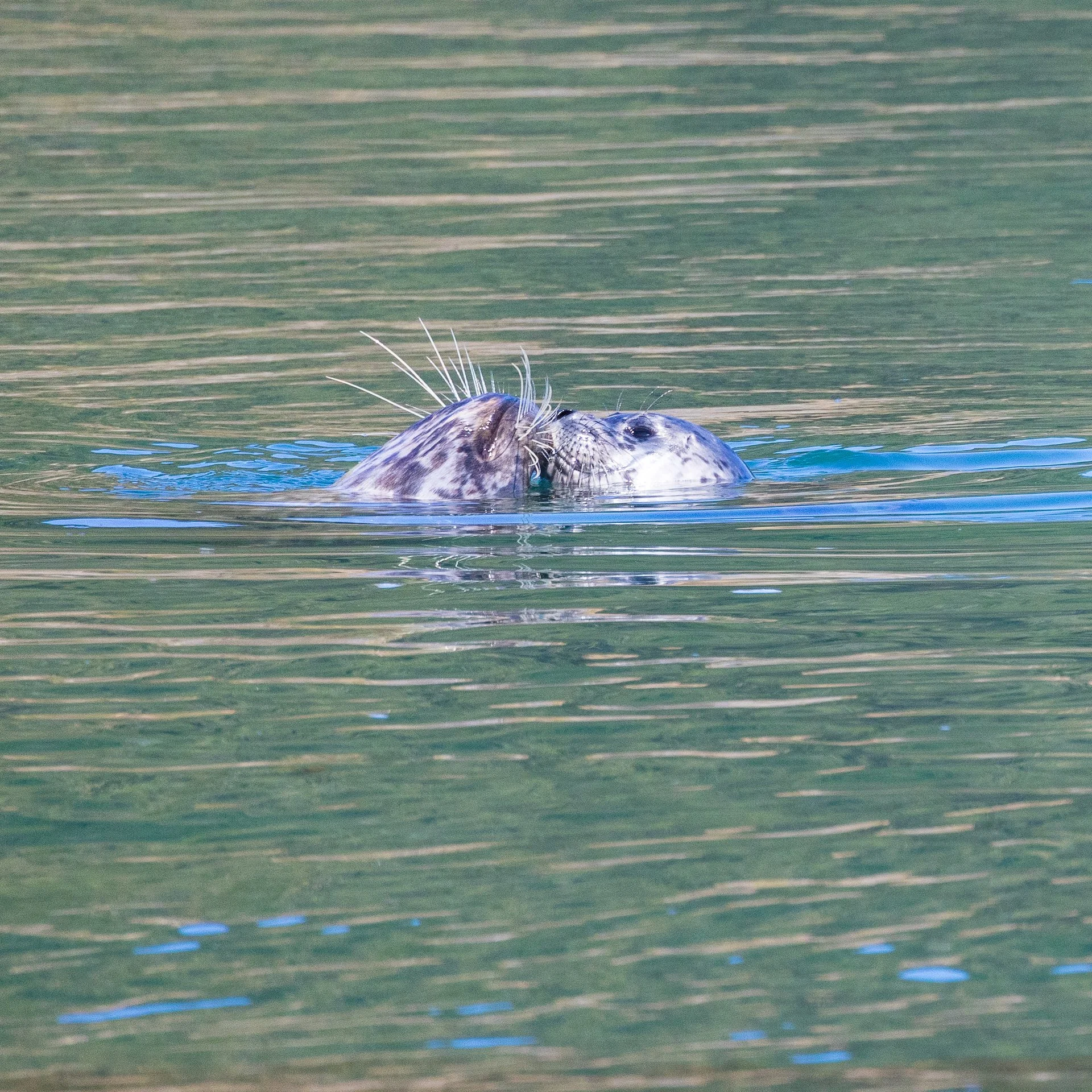  We think it wa sa mother and pup. Kissing seals! 
