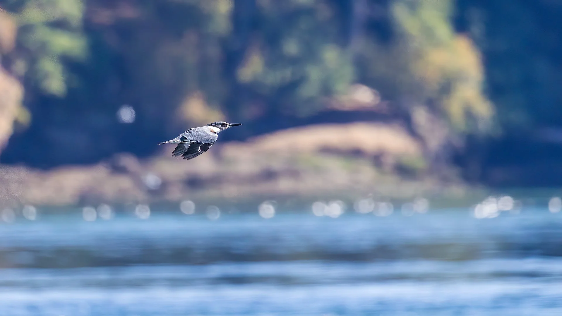  The kingfisher is much harder to get in flight - this one is a little blurry. 