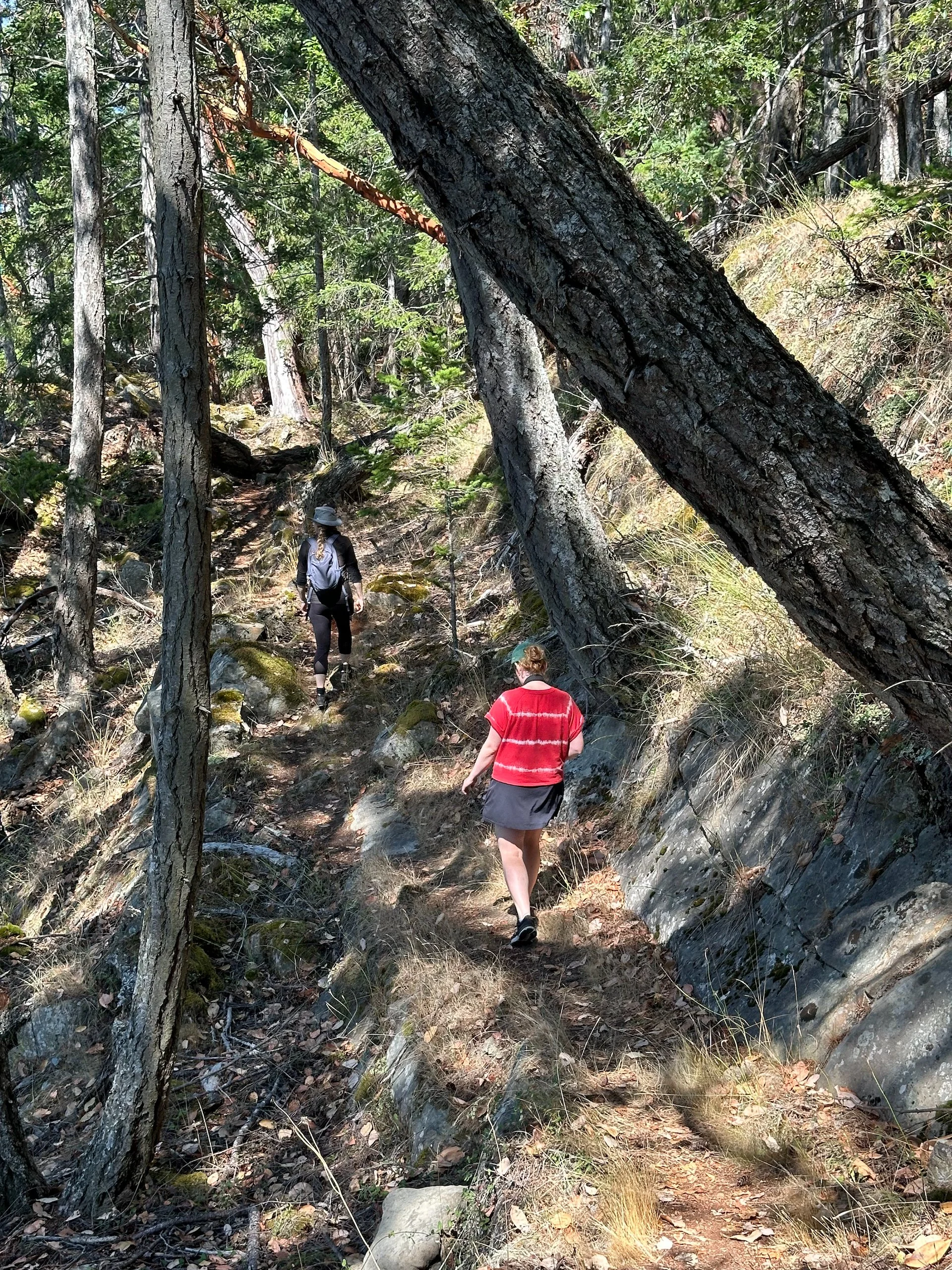  It's a lovely walk, meandering through the forest.  