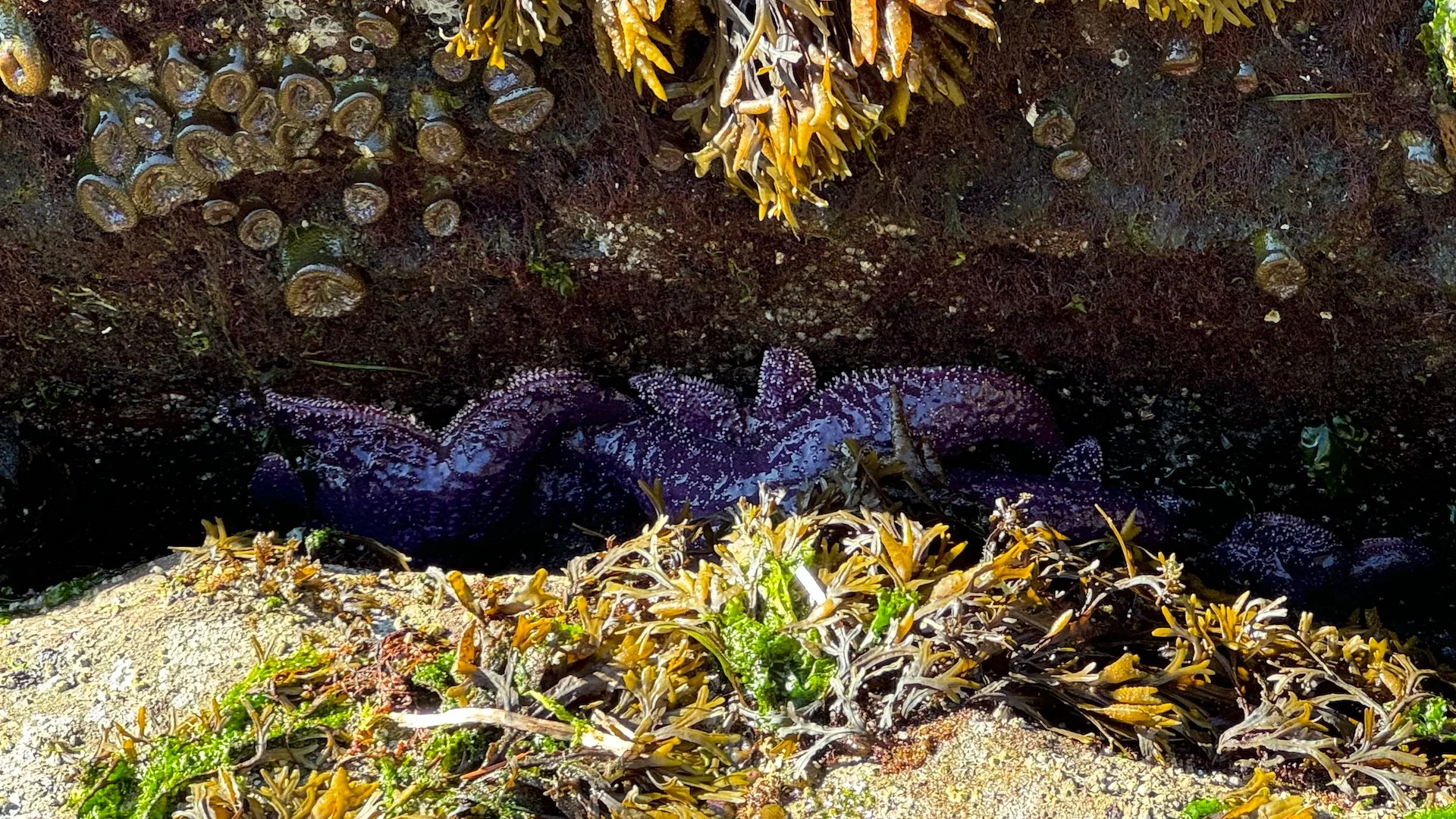  It took a while, but we found a few purple sea stars in the rocks. 