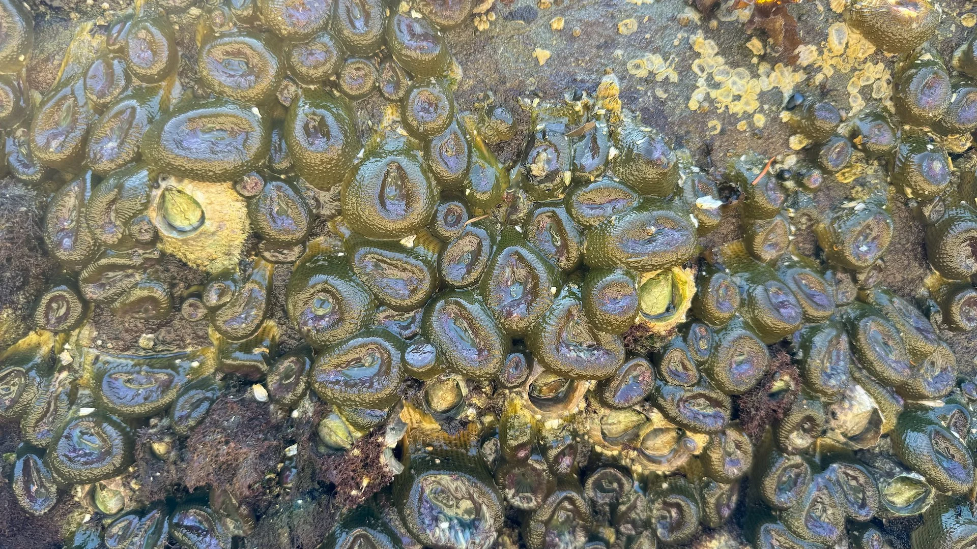  There were loads of small anemones shrunken up, trying to protect themselves until the water returned.   