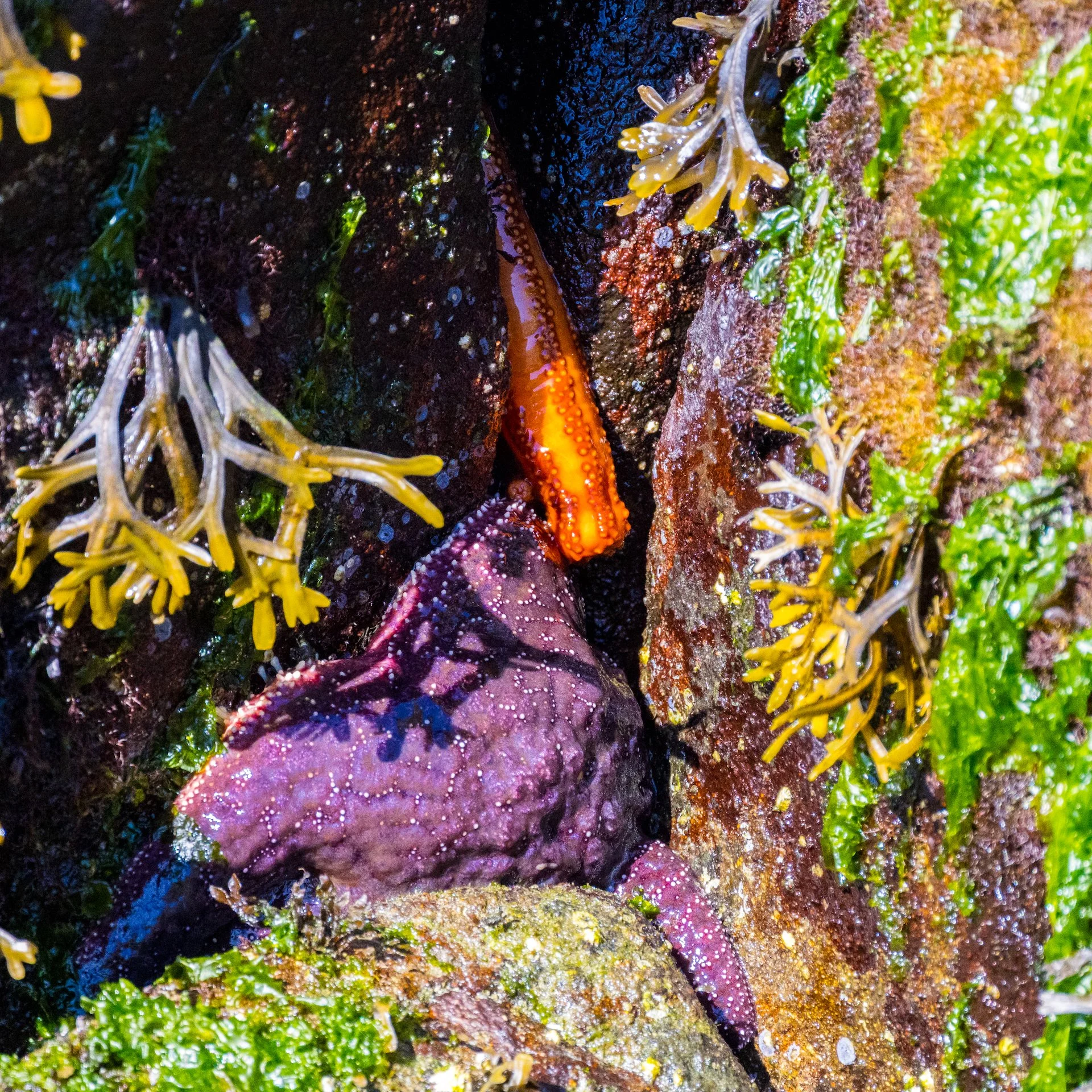  A purple sea star and a sea cucumber! 
