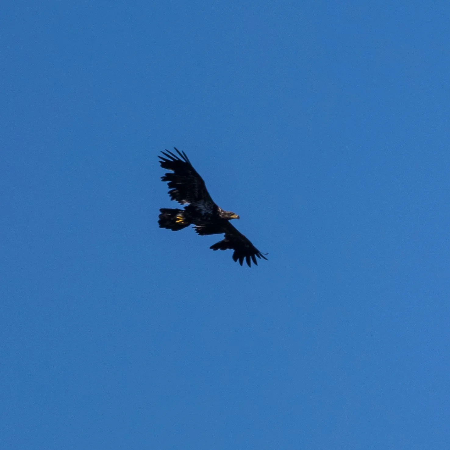  This is the rattiest eagle I've ever seen! It's a juvenile, and so I image it's molting, but it's also hard to imagine how it can fly with all those feathers missing! 