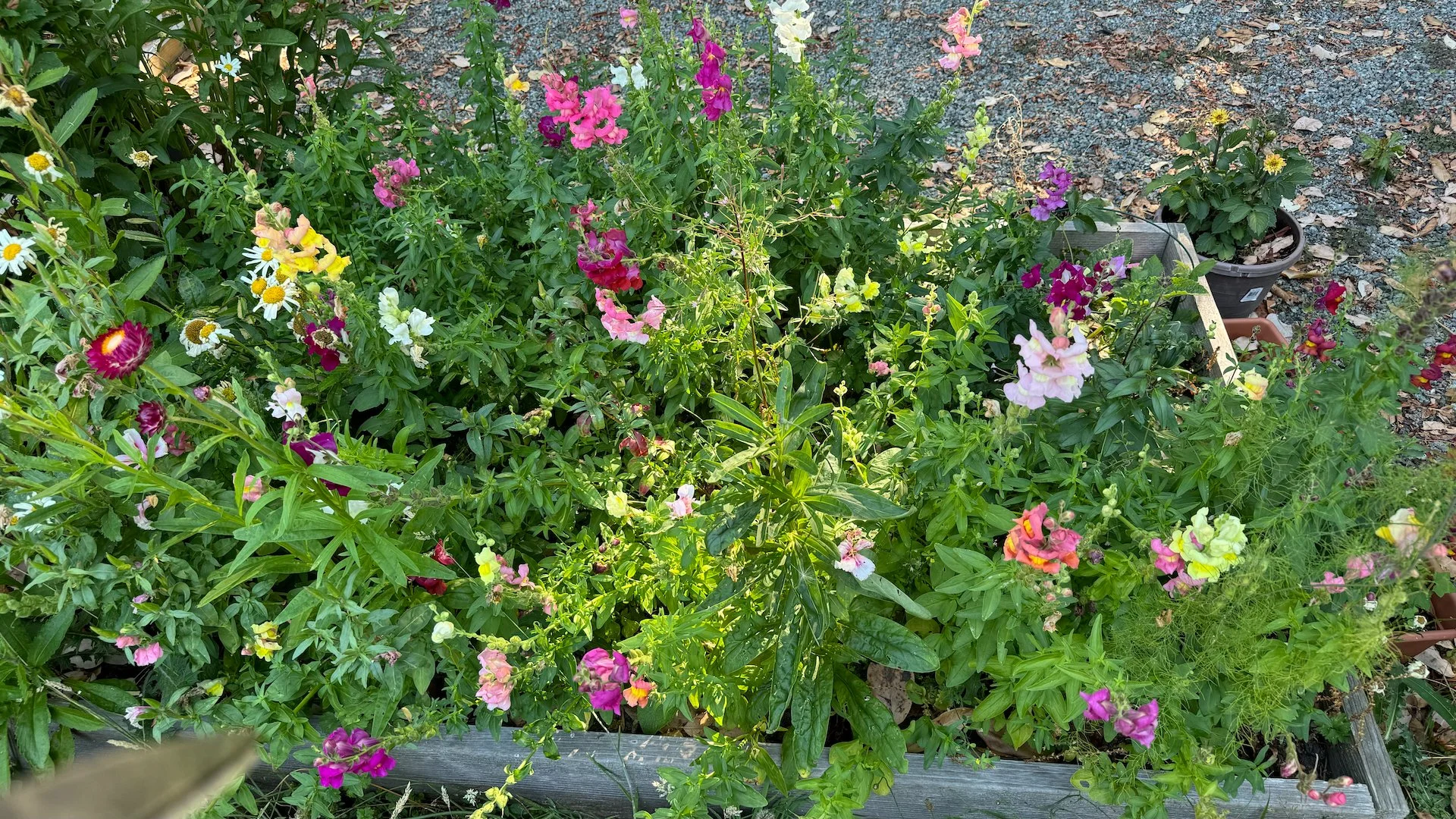  Justine's flowers were bouncing back for a second bloom. 
