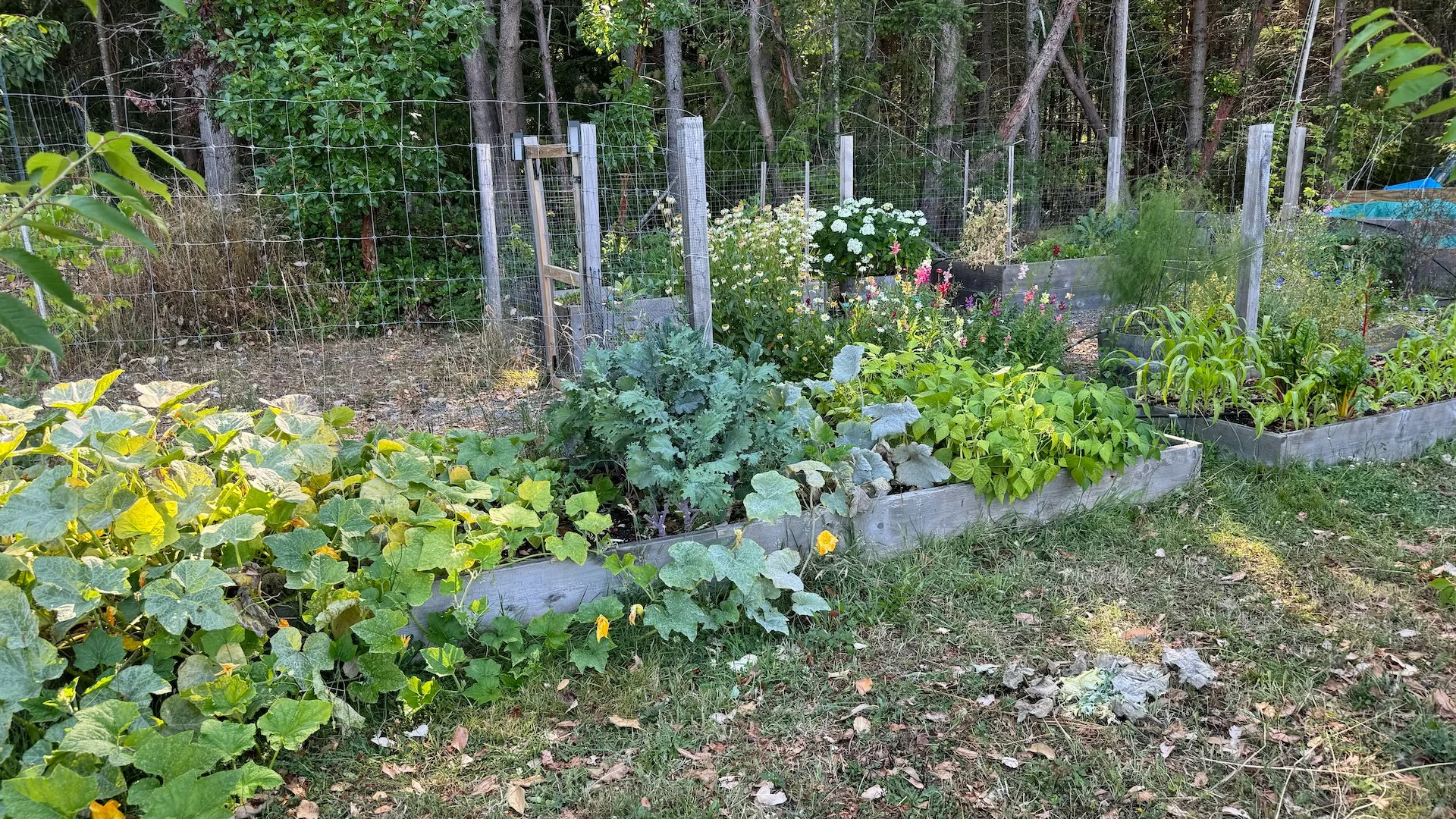  This one box, with the squash, cucumbers and kale is really flourishing. 