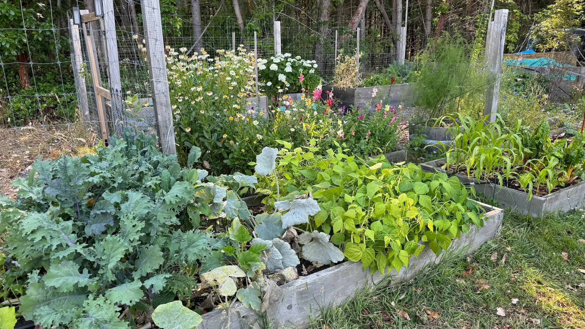  The beans did really well also. We have had a few harvests already.  