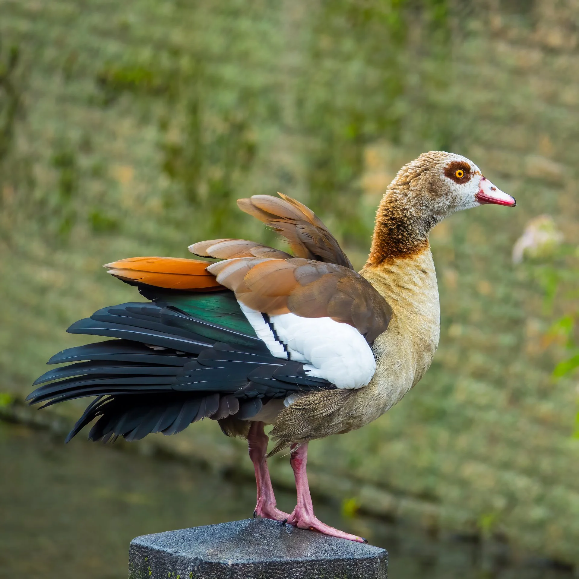  An Egyptian Goose - while common in Europe, they are quite colorful.  