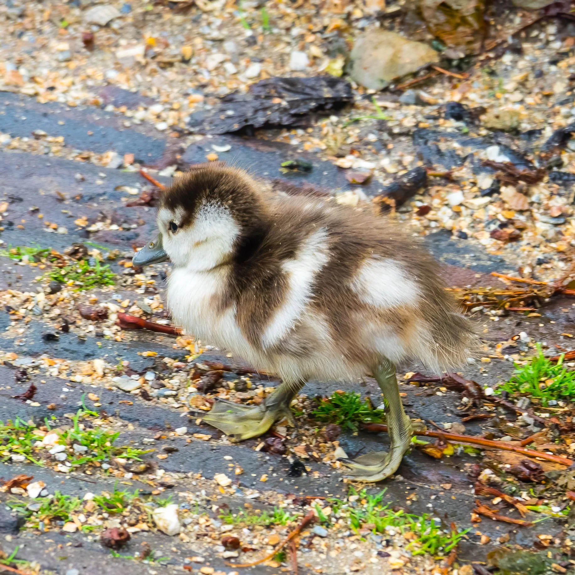  What was weird was that it's the end of August, and they had newly-hatched duckling.  