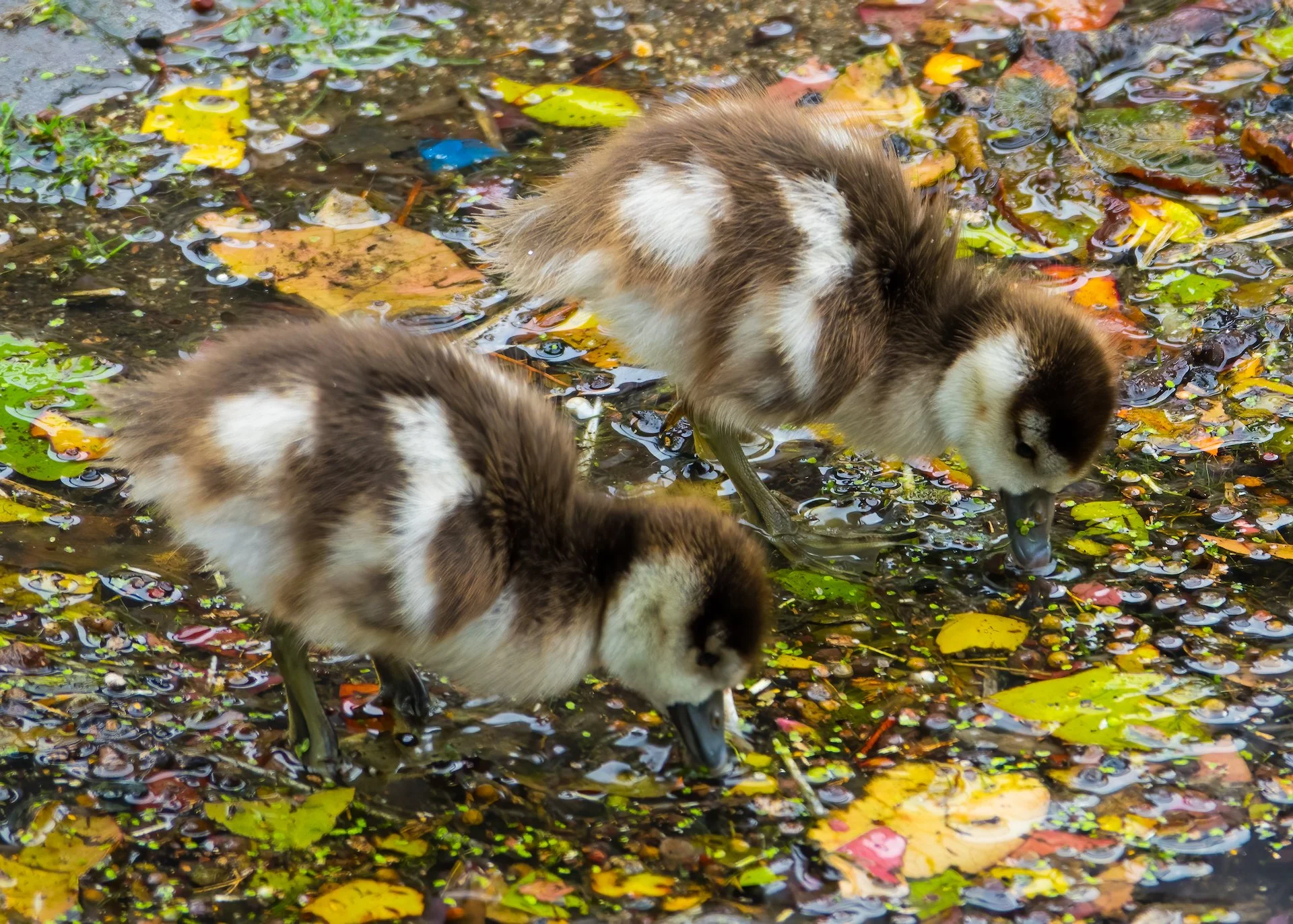  The timing seems all wrong, but they are so cute! 