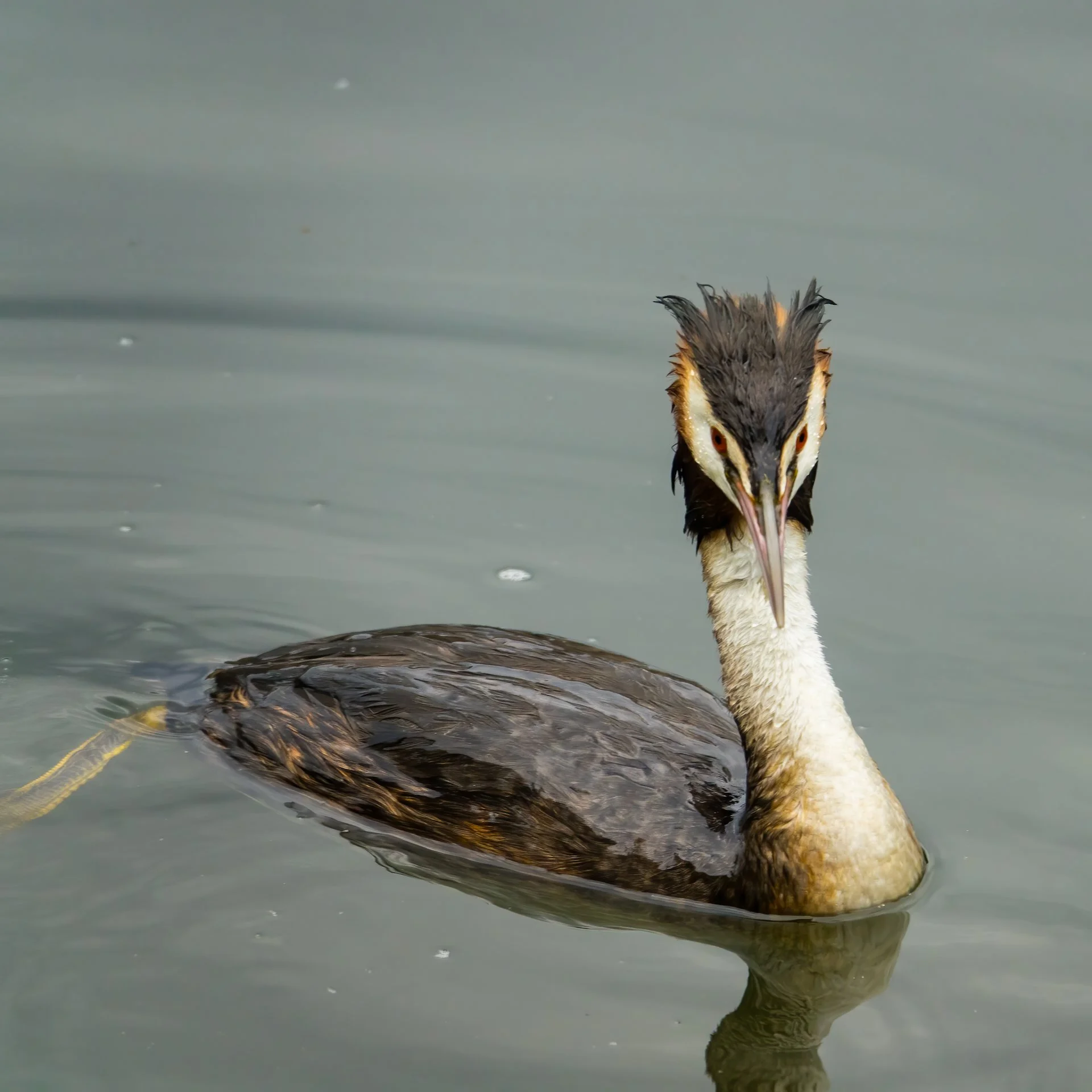  I believe that this is a Great Crested Grebe - new life lister! 