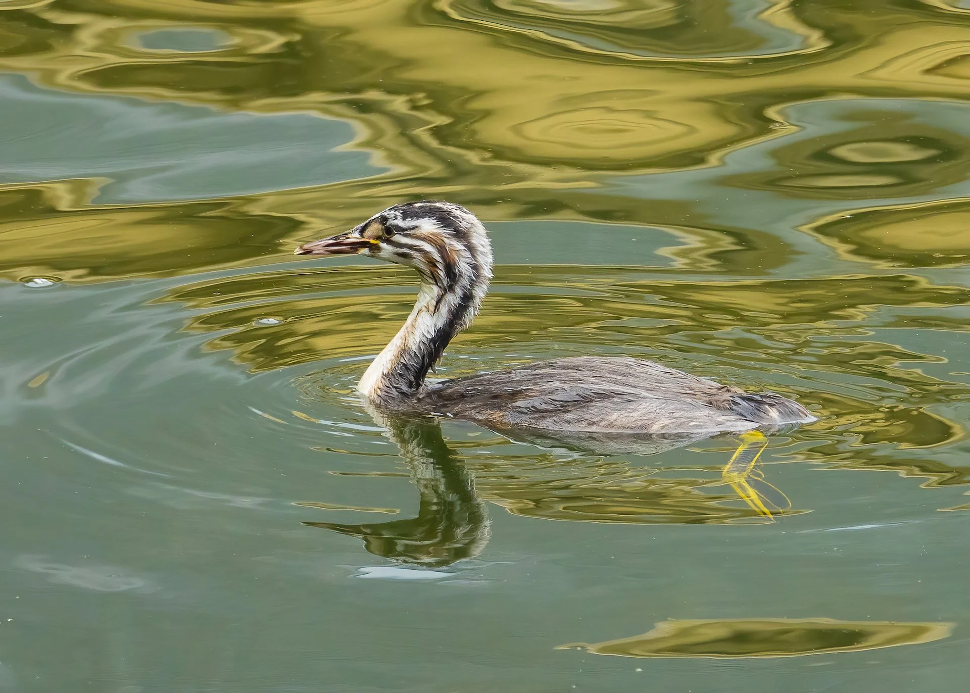  And this is the young grebe. It also seems very immature for being late in the season.  