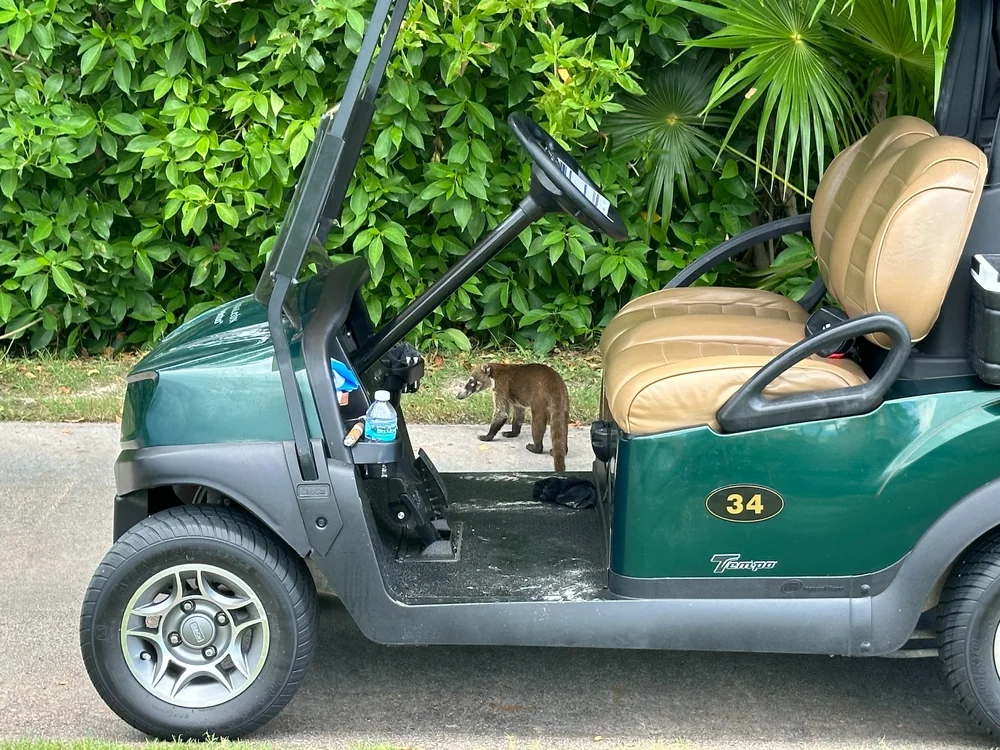  The coatis, also known as coatimundis, which are Mexcio and Central America's version of the raccoon. There were a fair number about. 