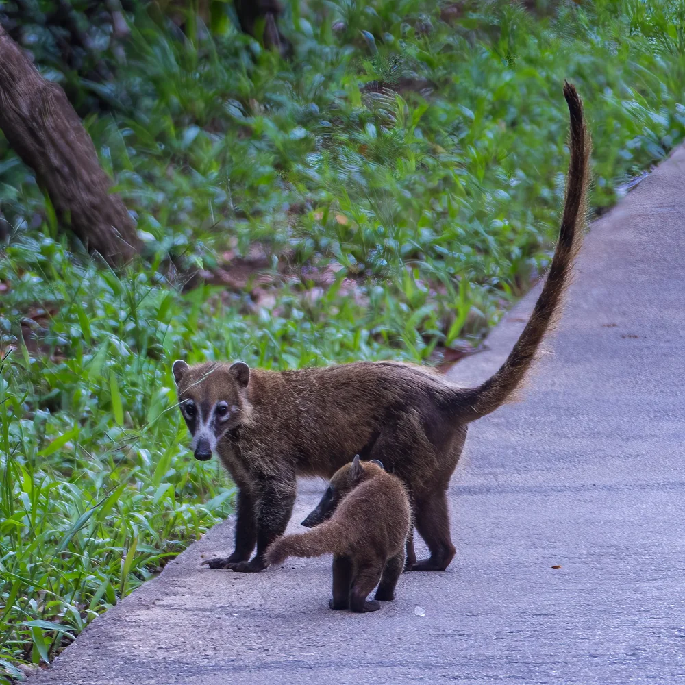  Mom and a little one, just come down from the trees. 