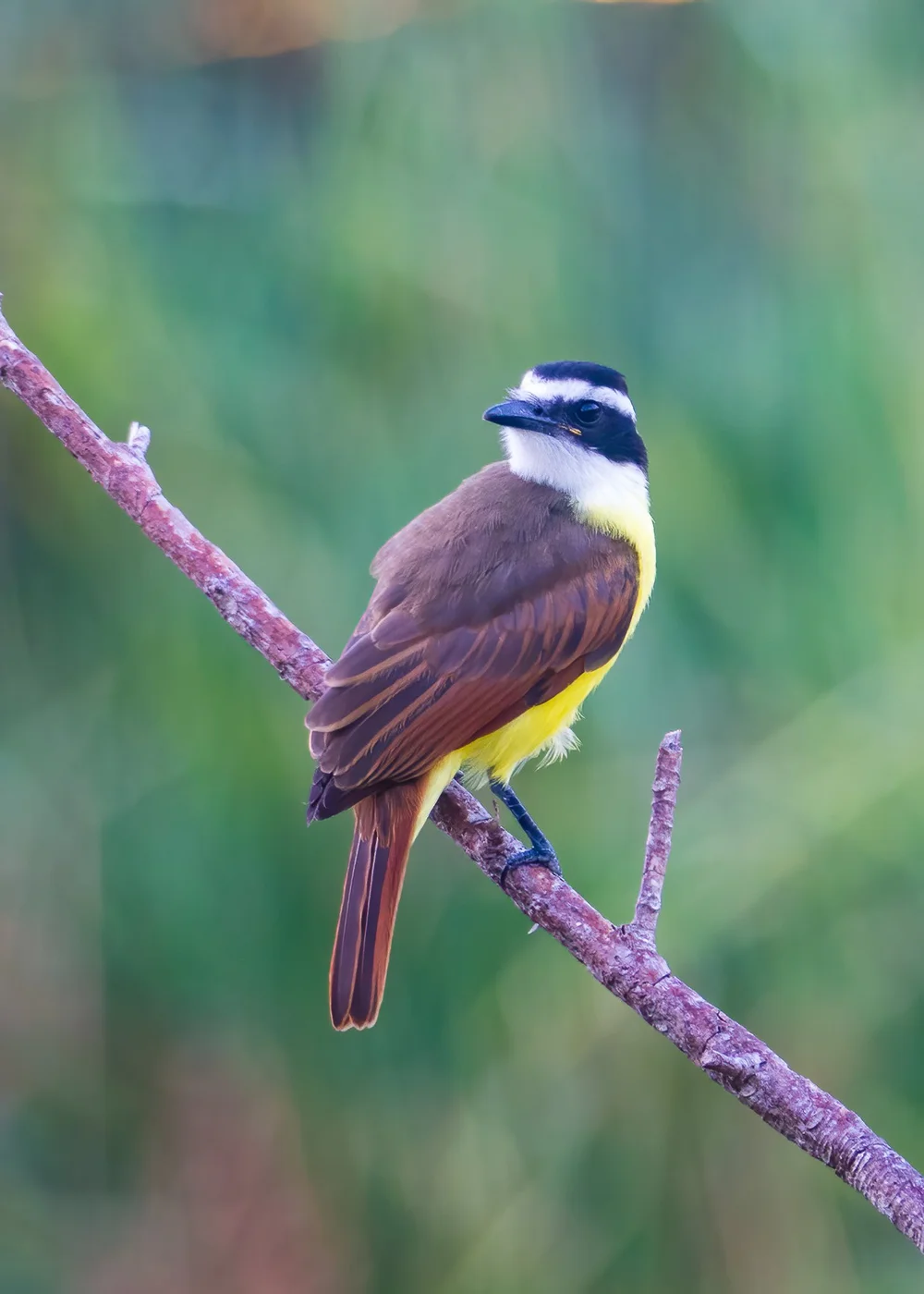  Great Kiskadee - these were quite common. 